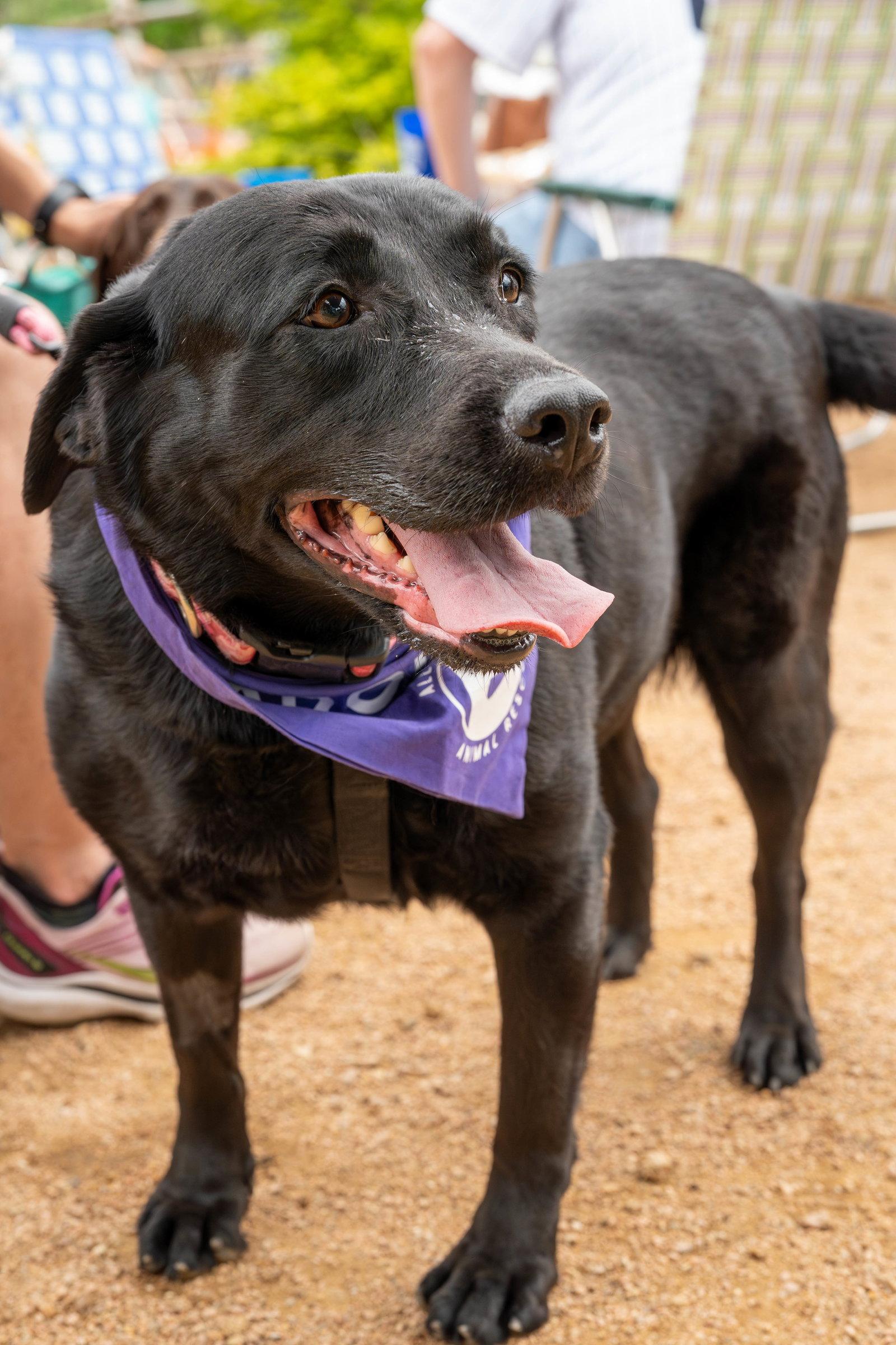 Enlarge Raven, a Adoptable Labrador Retriever in Fort Worth, TX image 2/3