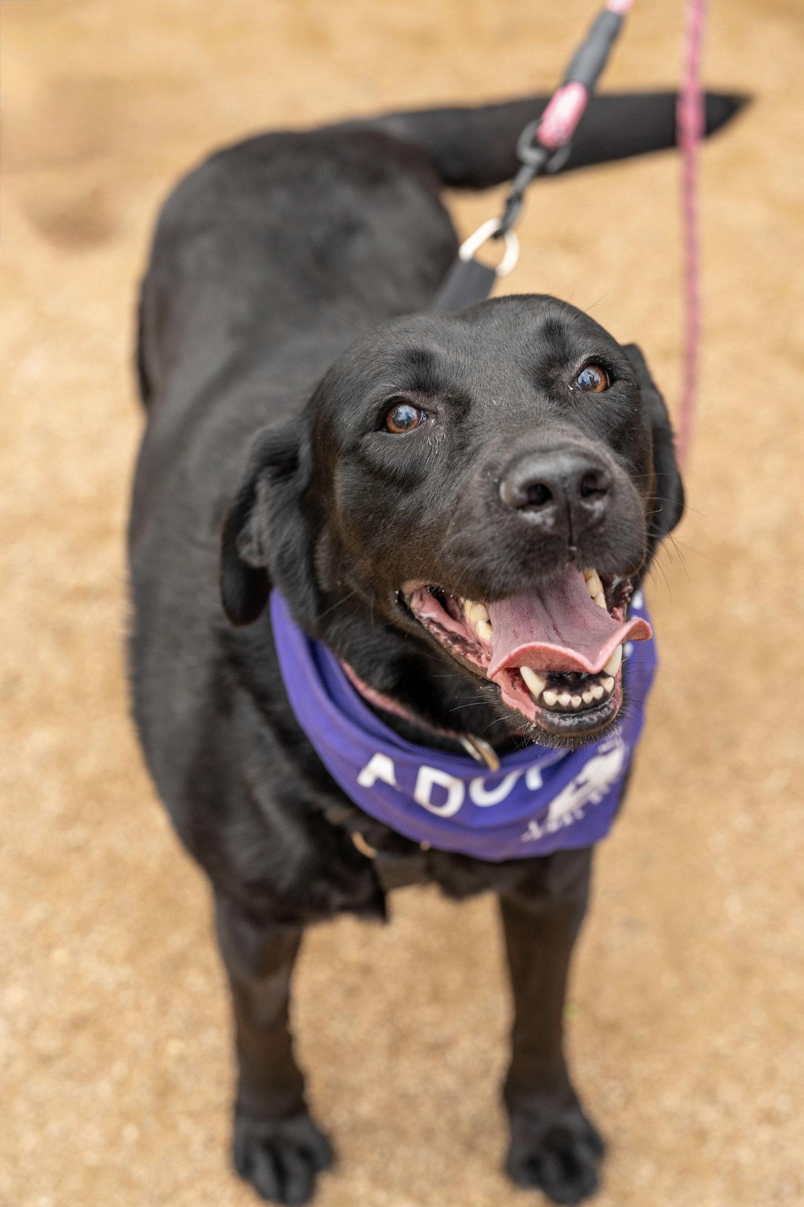 Enlarge Raven, a Adoptable Labrador Retriever in Fort Worth, TX image 3/3