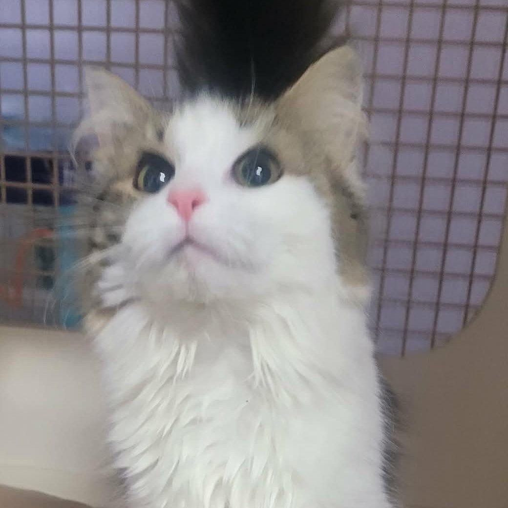 Enlarge Cookie! Sweet Fluffy Girl!, an adopted Domestic Medium Hair in Meriden, CT image 3/6