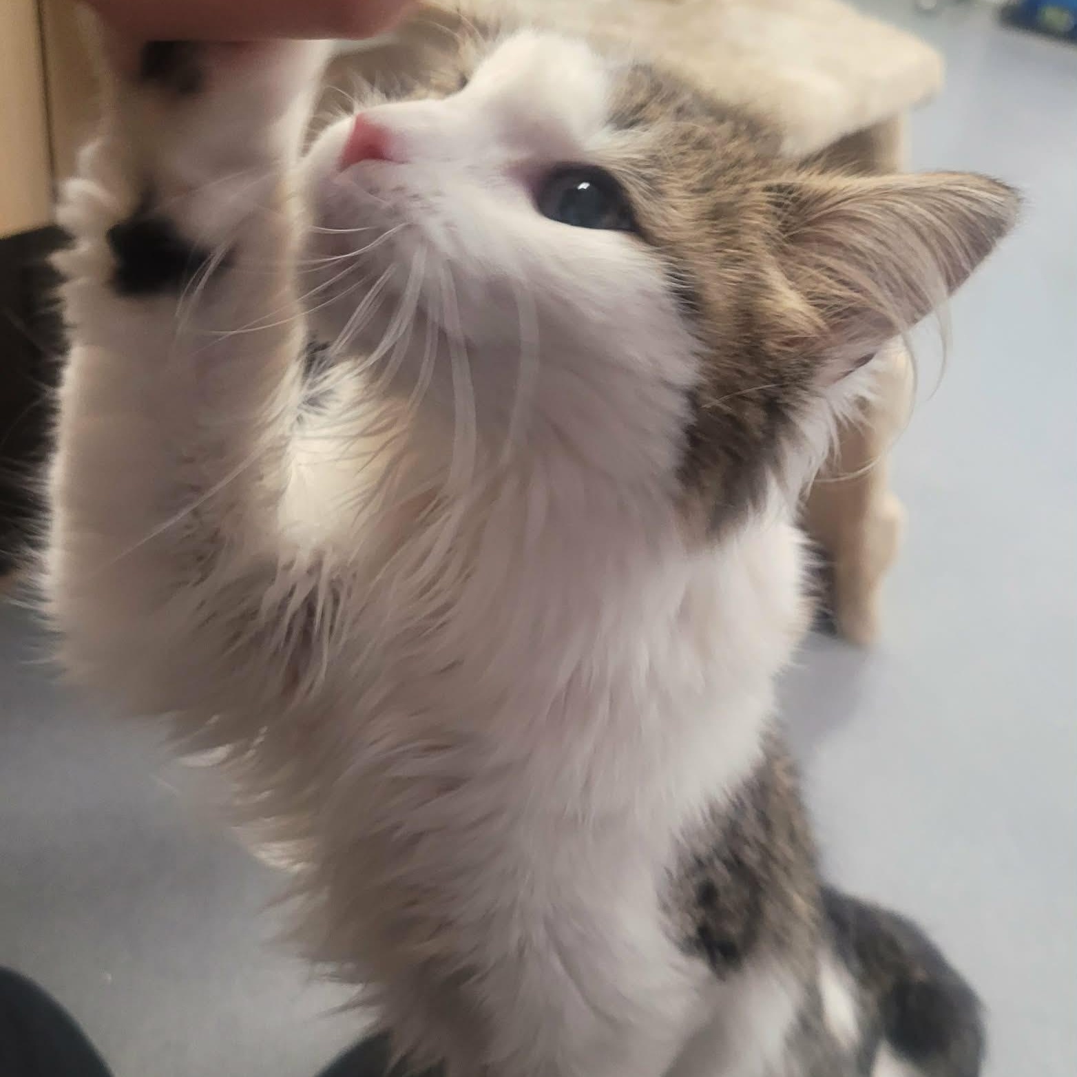 Enlarge Cookie! Sweet Fluffy Girl!, an adopted Domestic Medium Hair in Meriden, CT image 4/6