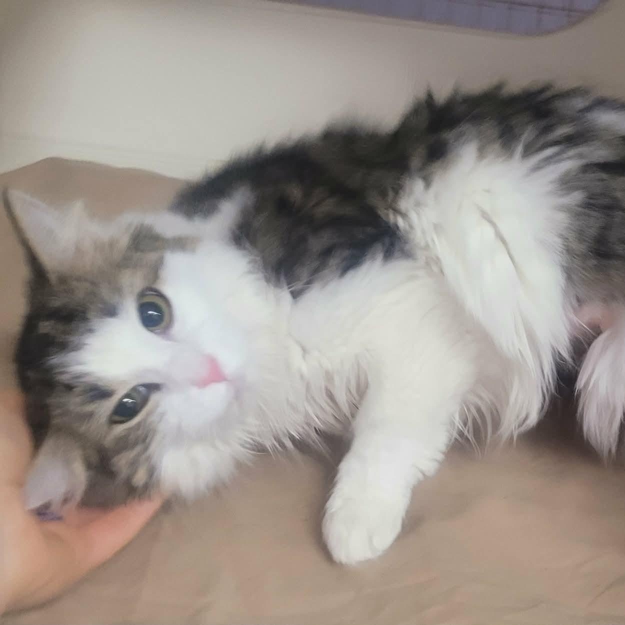 Enlarge Cookie! Sweet Fluffy Girl!, an adopted Domestic Medium Hair in Meriden, CT image 5/6