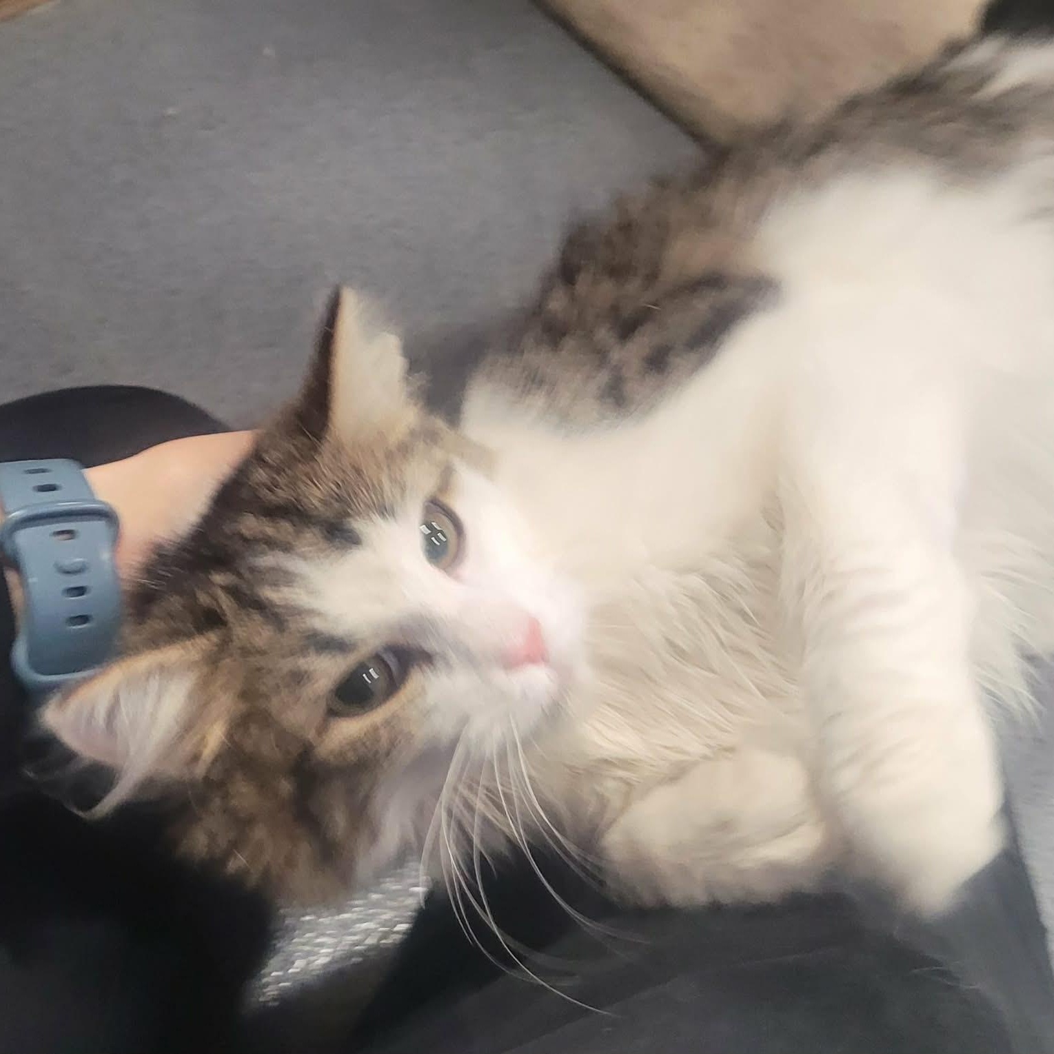 Enlarge Cookie! Sweet Fluffy Girl!, an adopted Domestic Medium Hair in Meriden, CT image 6/6