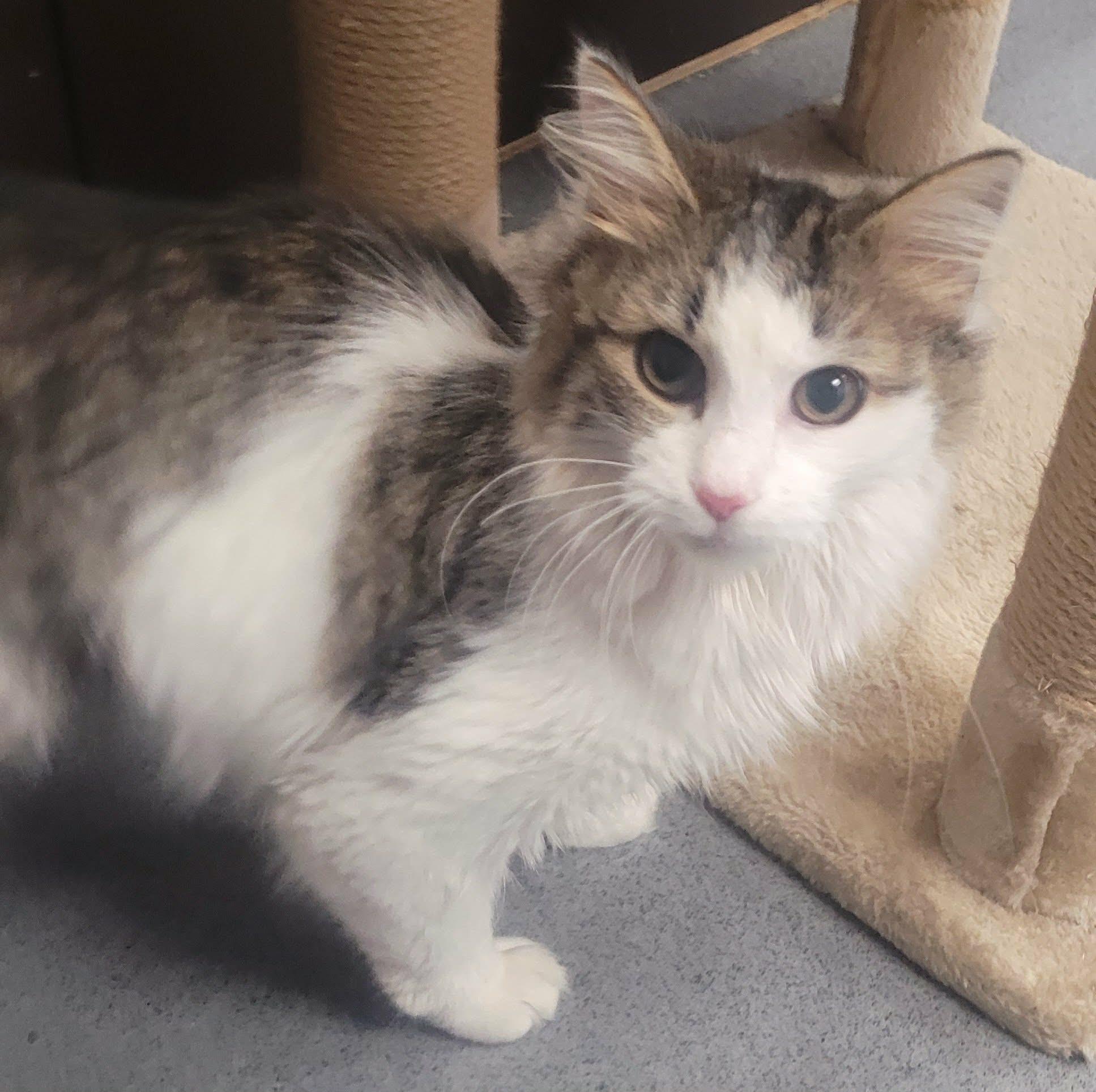 Enlarge Cookie! Sweet Fluffy Girl!, an adopted Domestic Medium Hair in Meriden, CT image 2/6