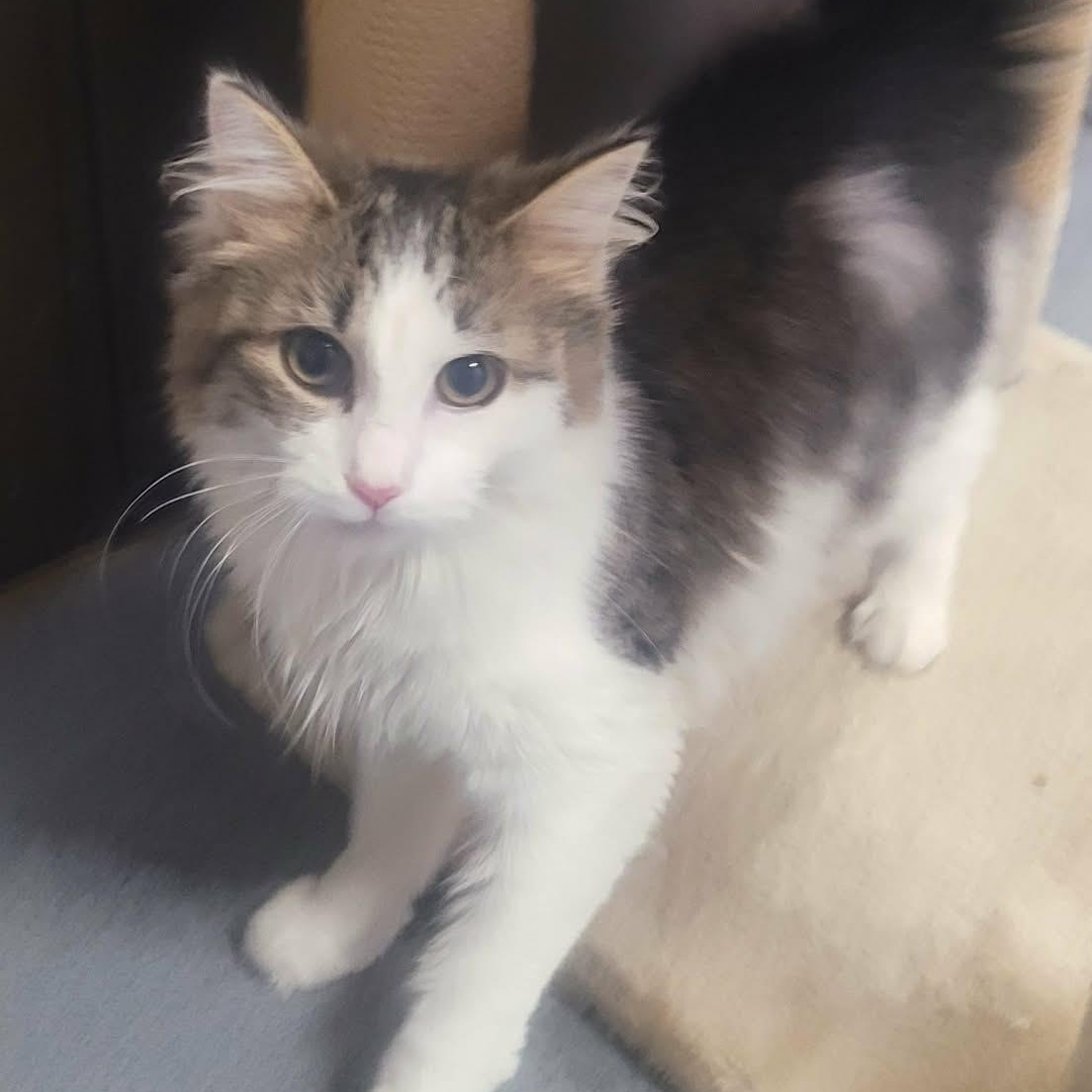 Enlarge Cookie! Sweet Fluffy Girl!, an adopted Domestic Medium Hair in Meriden, CT image 1/6