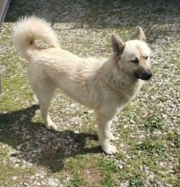 Enlarge Gigi, a Adoptable Carolina Dog in Georgetown, OH image 1/1