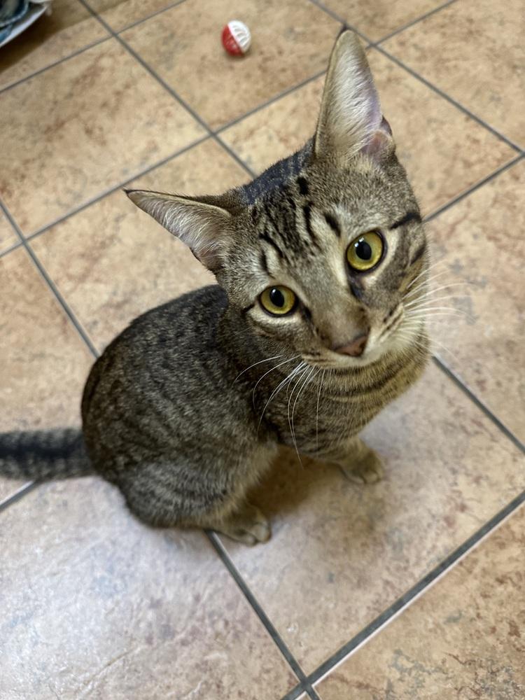 Ty, Adoptable, Adult Male Domestic Short Hair.