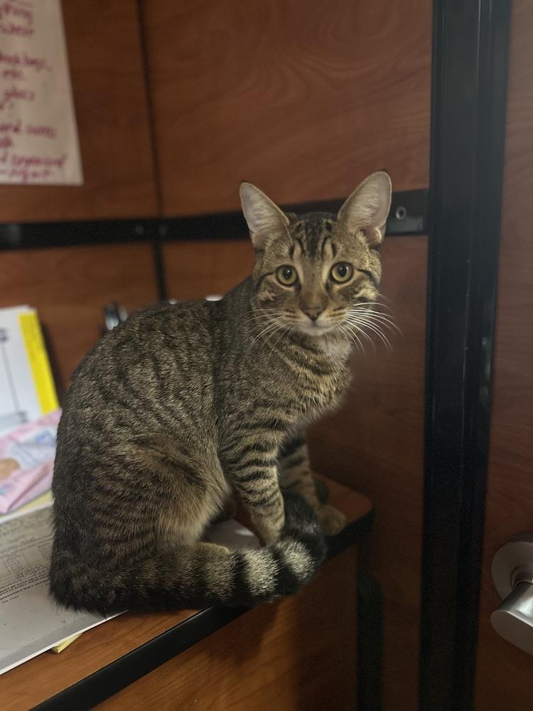 Enlarge Ty, a Adoptable mixed breed in Carrollton, VA image 2/6