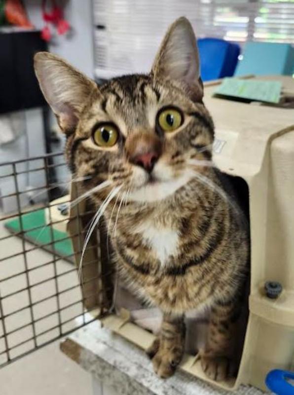 Enlarge Ty, a Adoptable mixed breed in Carrollton, VA image 2/5