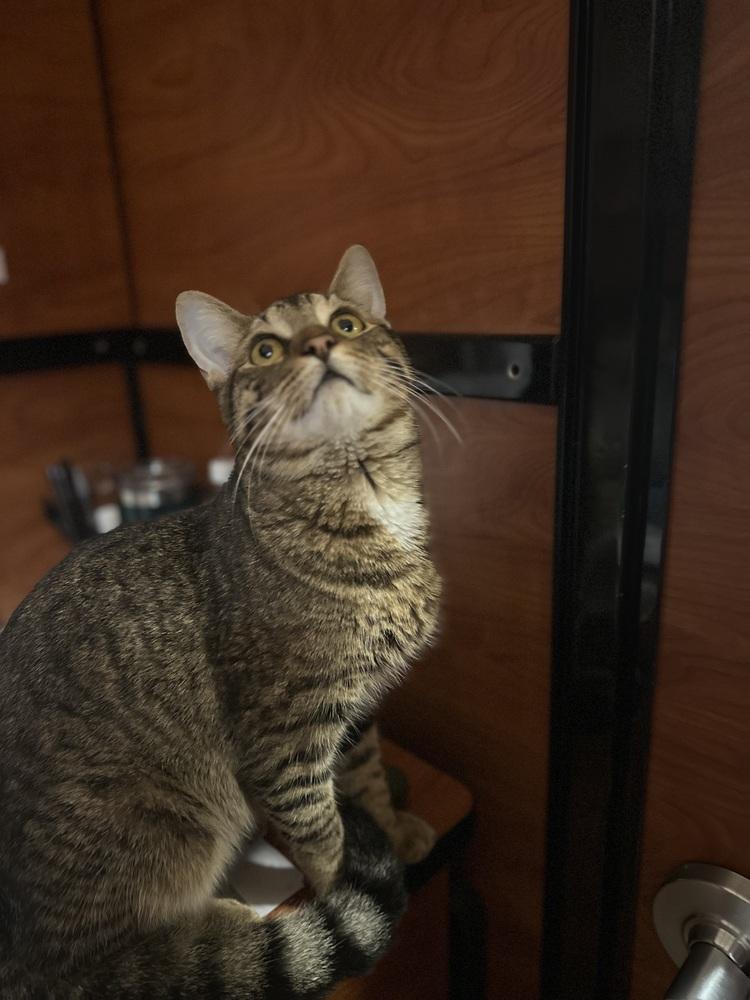 Enlarge Ty, a Adoptable mixed breed in Carrollton, VA image 3/5