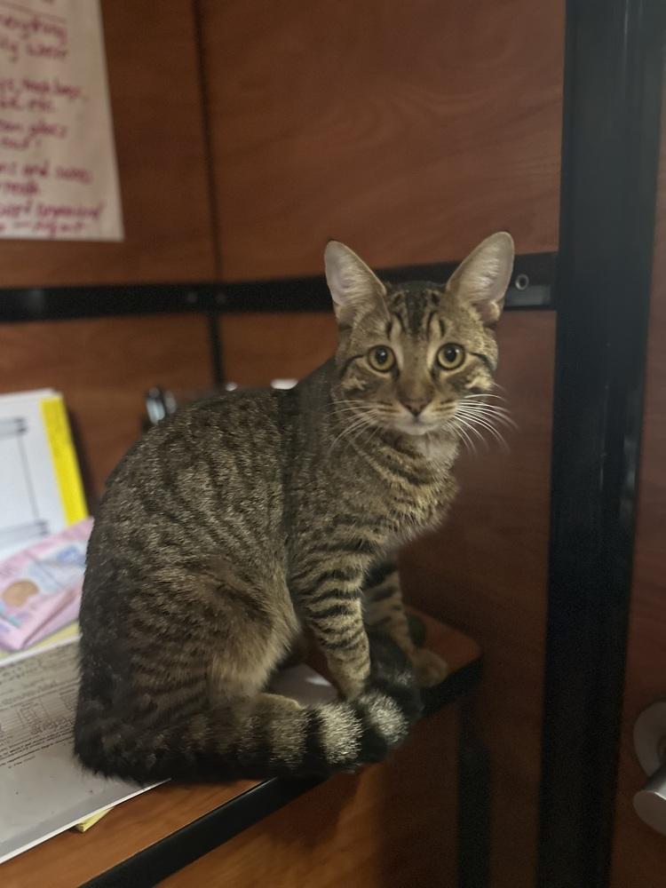 Ty, Adoptable, Adult Male Domestic Short Hair.
