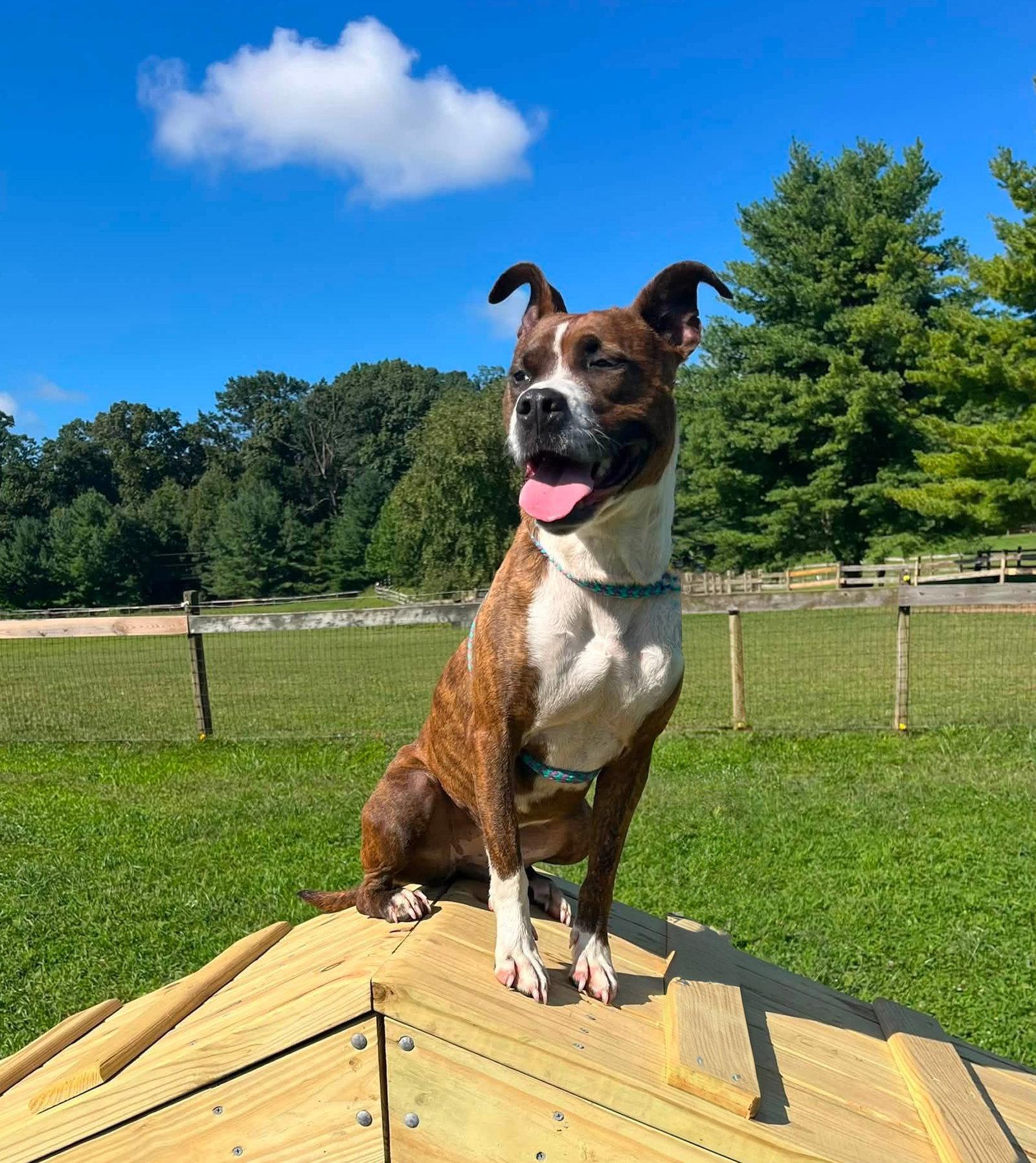 Lakota, Adoptable, Young Female Terrier.