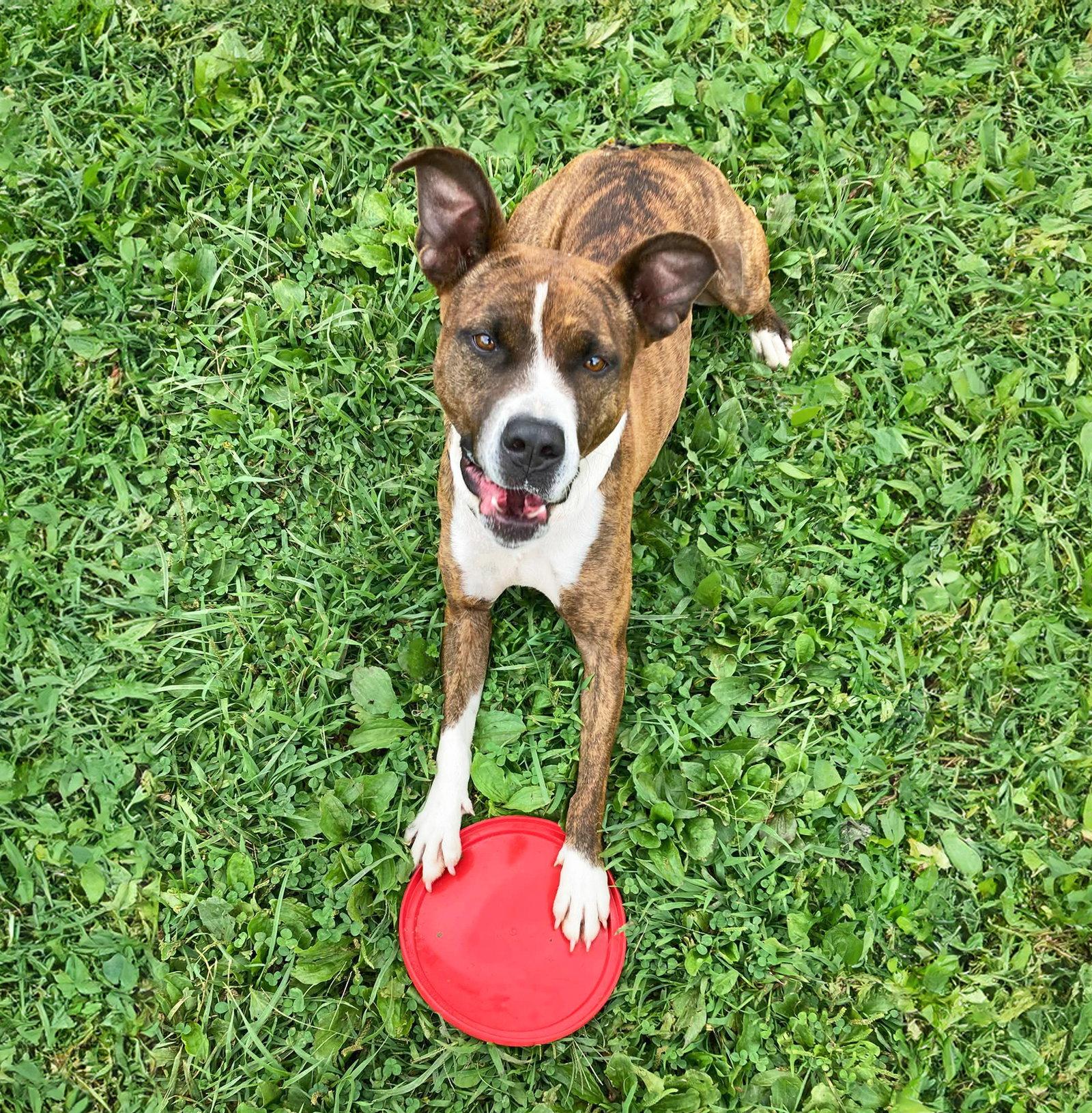 Enlarge Lakota, a Adoptable Terrier in Coatesville, PA image 2/2