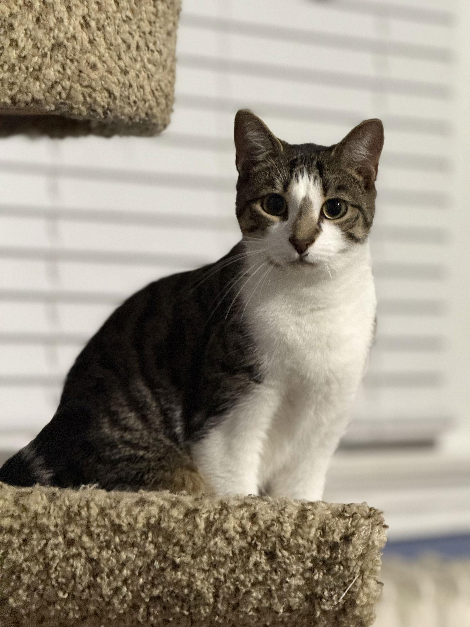 Enlarge Hickory, a Adoptable Domestic Short Hair in Newtown Square, PA image 1/3