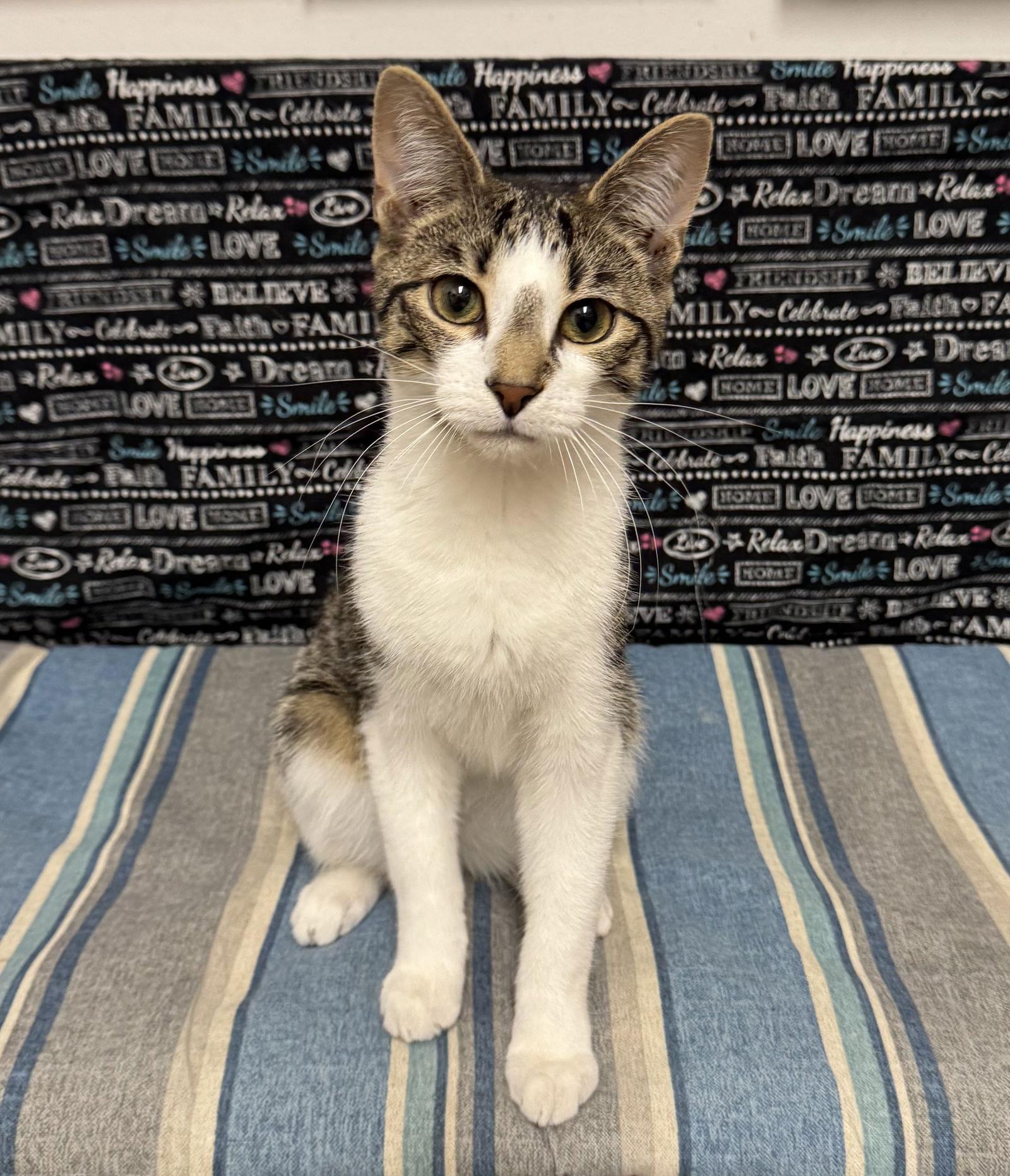 Hickory, Adoptable, Adult Male Domestic Short Hair.