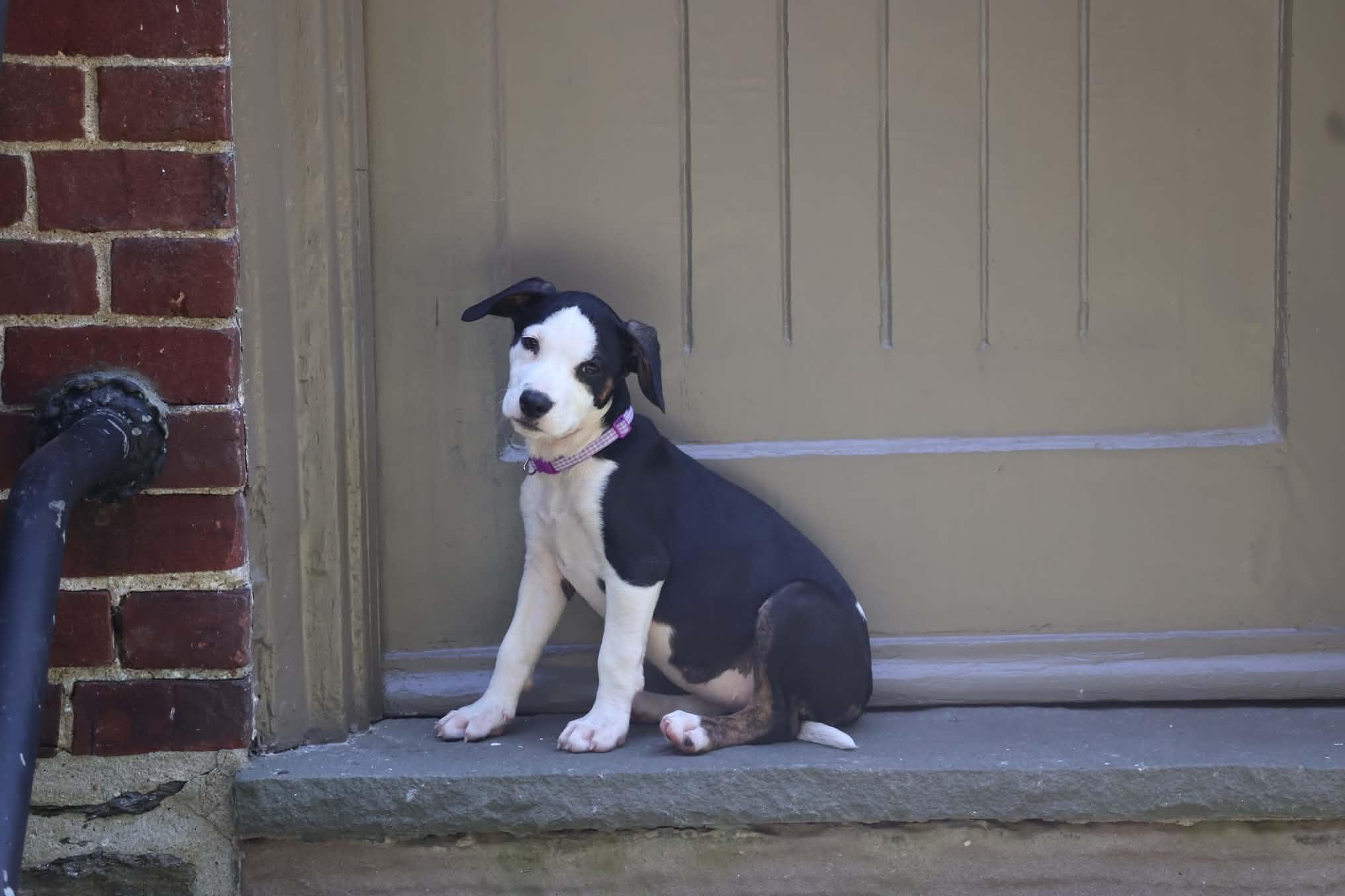 Enlarge Zoey, a Adopted mixed breed in Hatfield, PA image 4/6