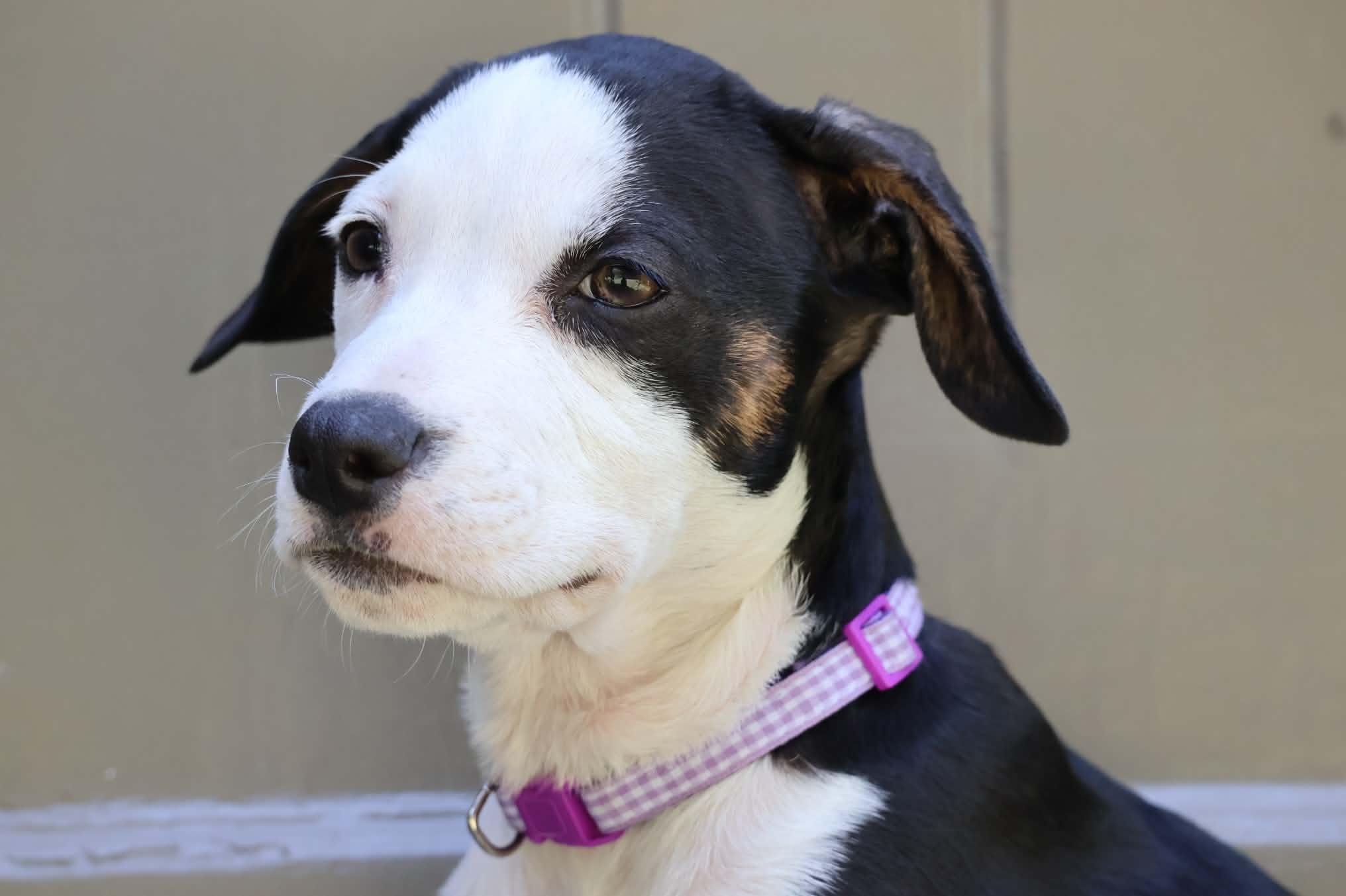 Zoey, Adopted, Puppy Female American Staffordshire Terrier & Labrador Retriever.