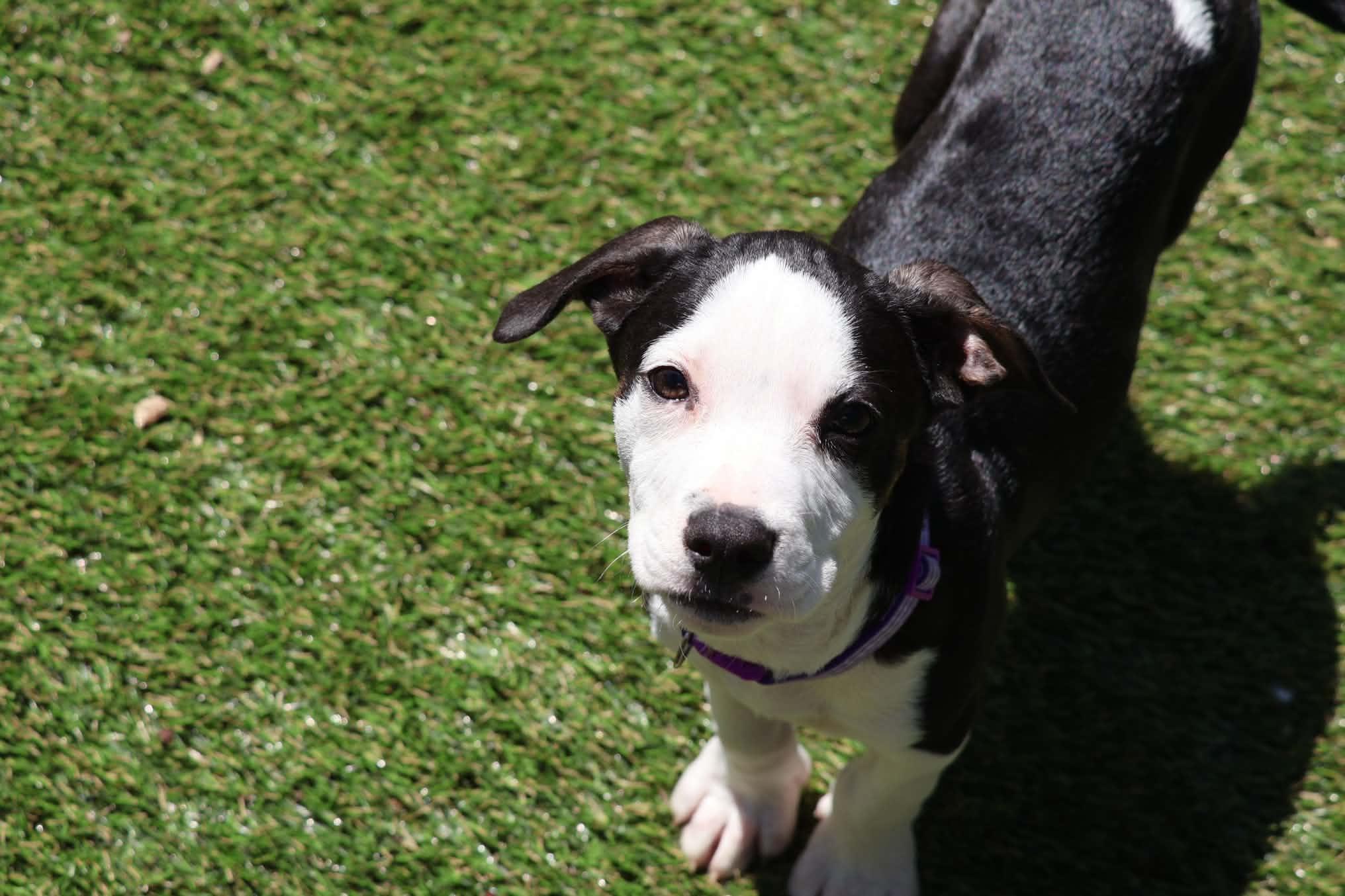 Enlarge Zoey, a Adopted mixed breed in Hatfield, PA image 6/6