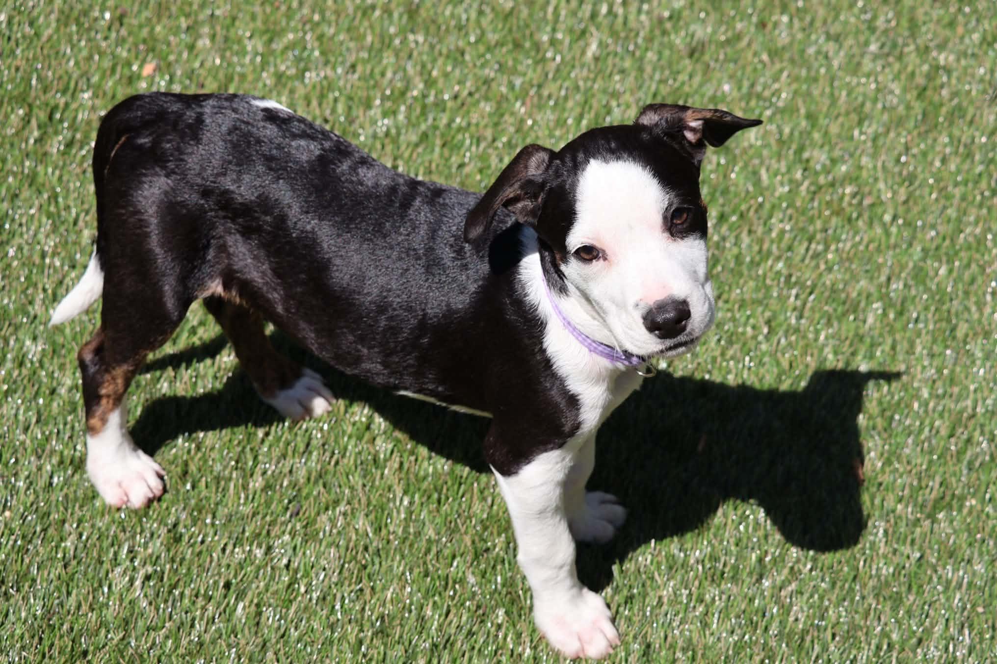 Enlarge Zoey, a Adopted mixed breed in Hatfield, PA image 2/6