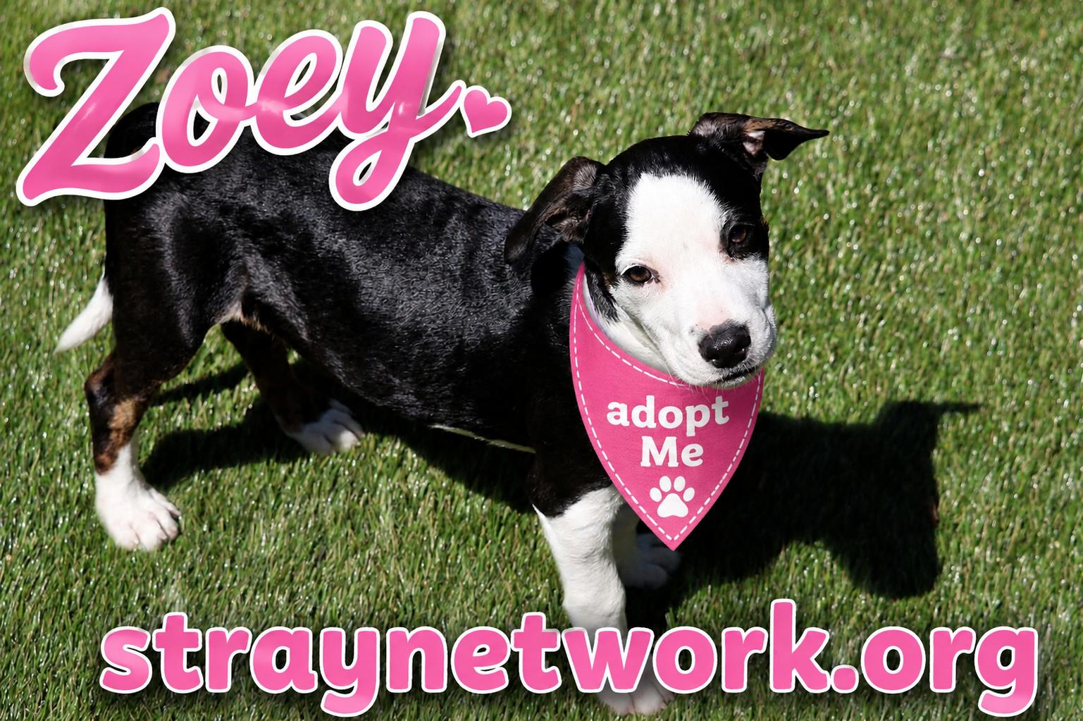 Enlarge Zoey, a Adopted mixed breed in Hatfield, PA image 5/6