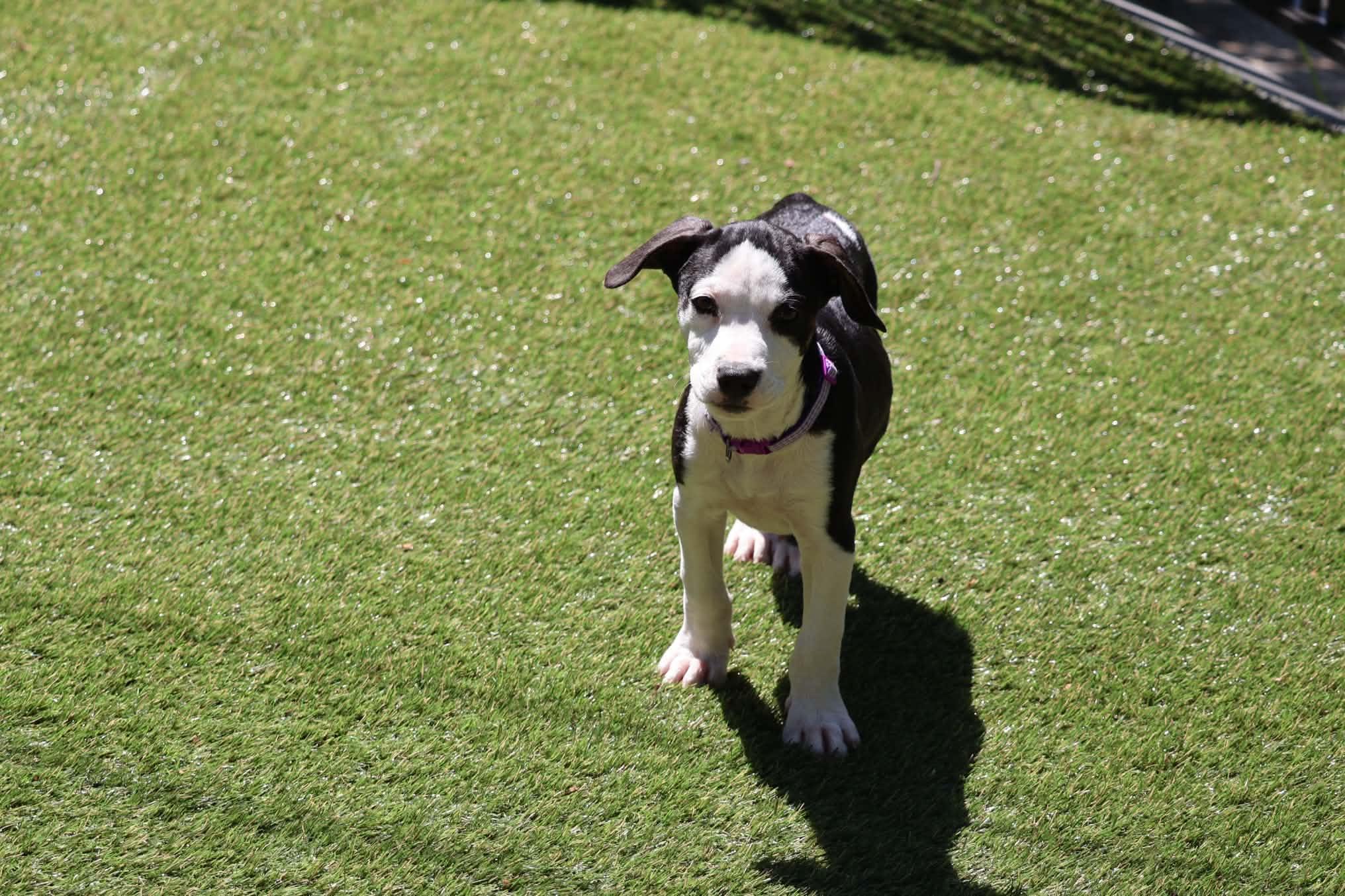 Enlarge Zoey, a Adopted mixed breed in Hatfield, PA image 3/6