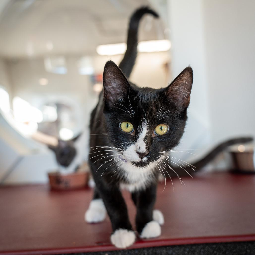 Toby, Adoptable, Kitten Male Domestic Short Hair.