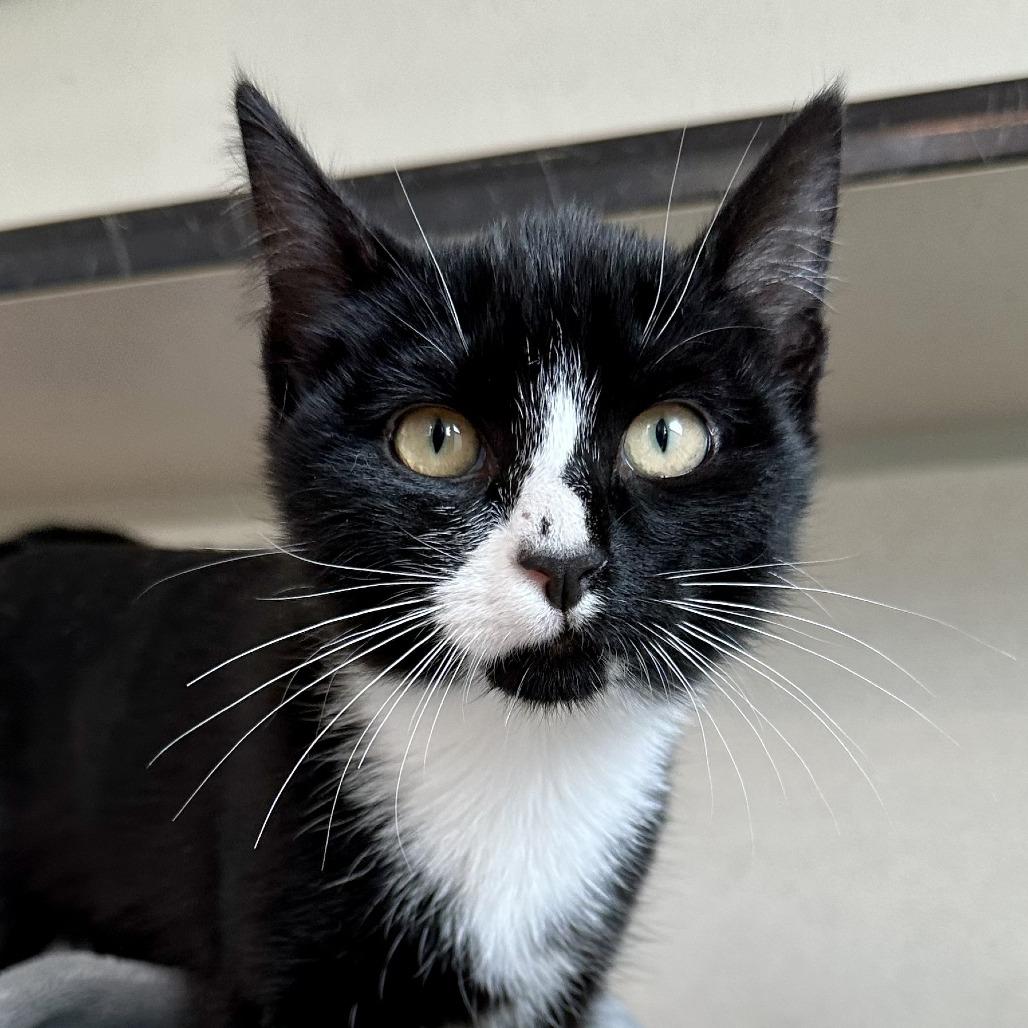 Enlarge Toby, a Adoptable Domestic Short Hair in Durango, CO image 2/2