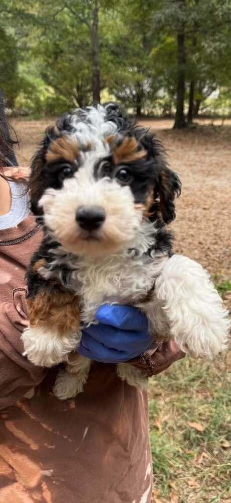 Enlarge Delilah (AL), a Adoptable Bernese Mountain Dog in New York, NY image 1/1