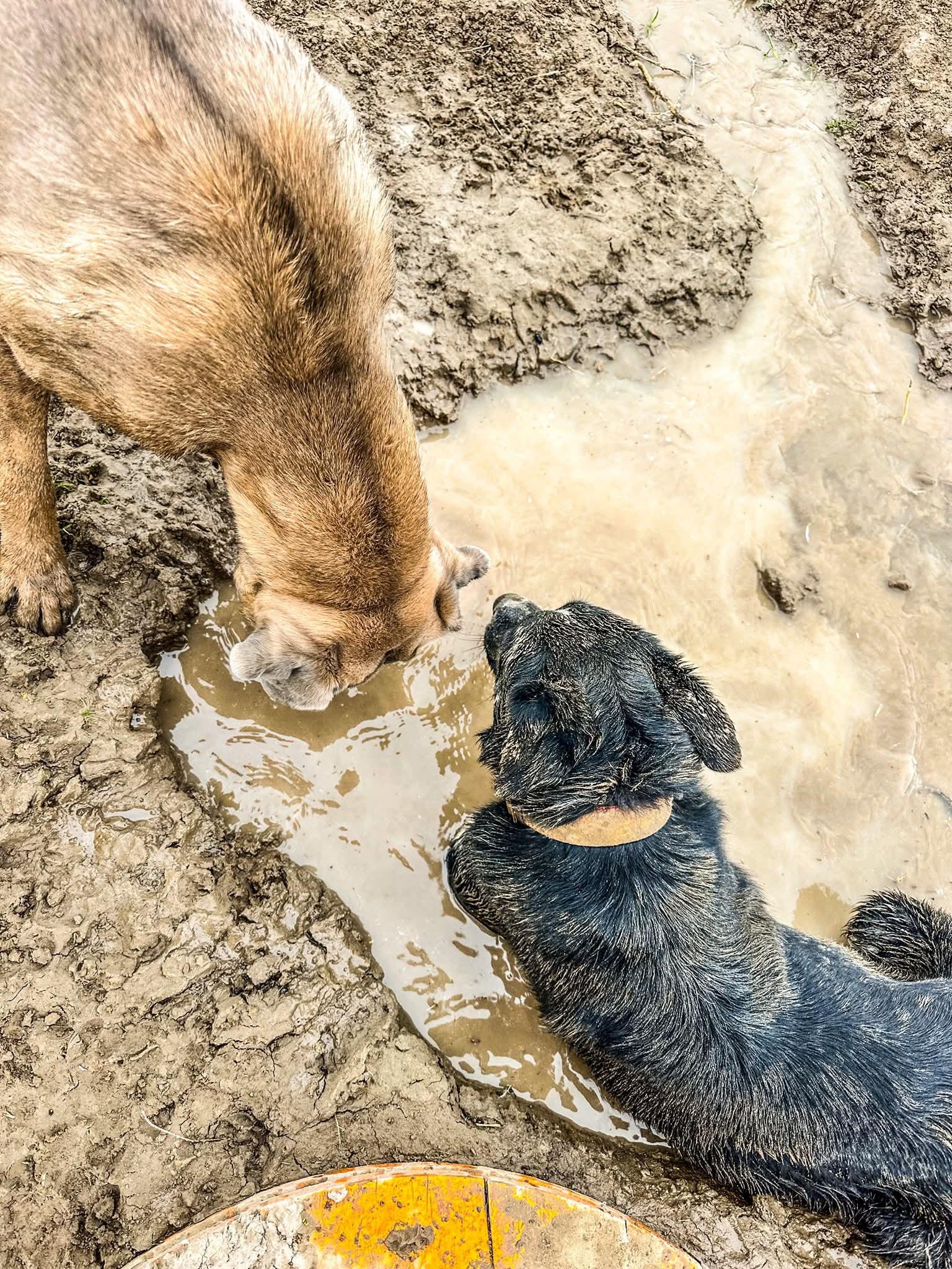Enlarge BowDee, a Adoptable mixed breed in Pocatello, ID image 3/4