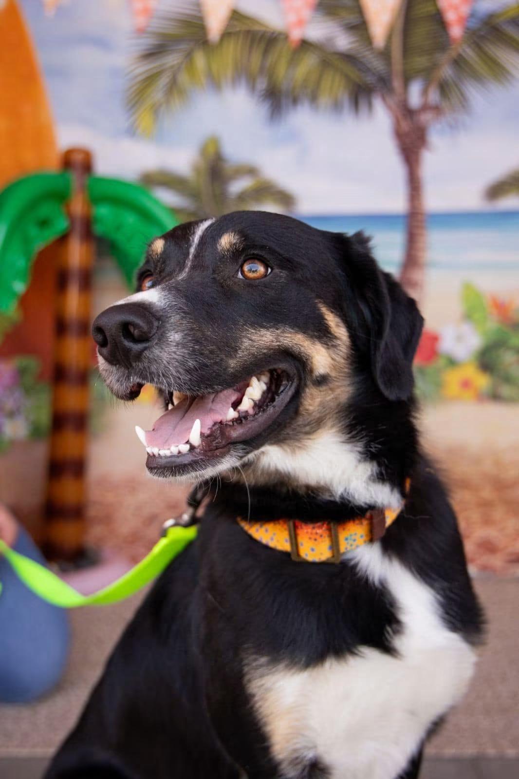 BowDee, Adoptable, Adult Male Border Collie & Australian Cattle Dog / Blue Heeler.