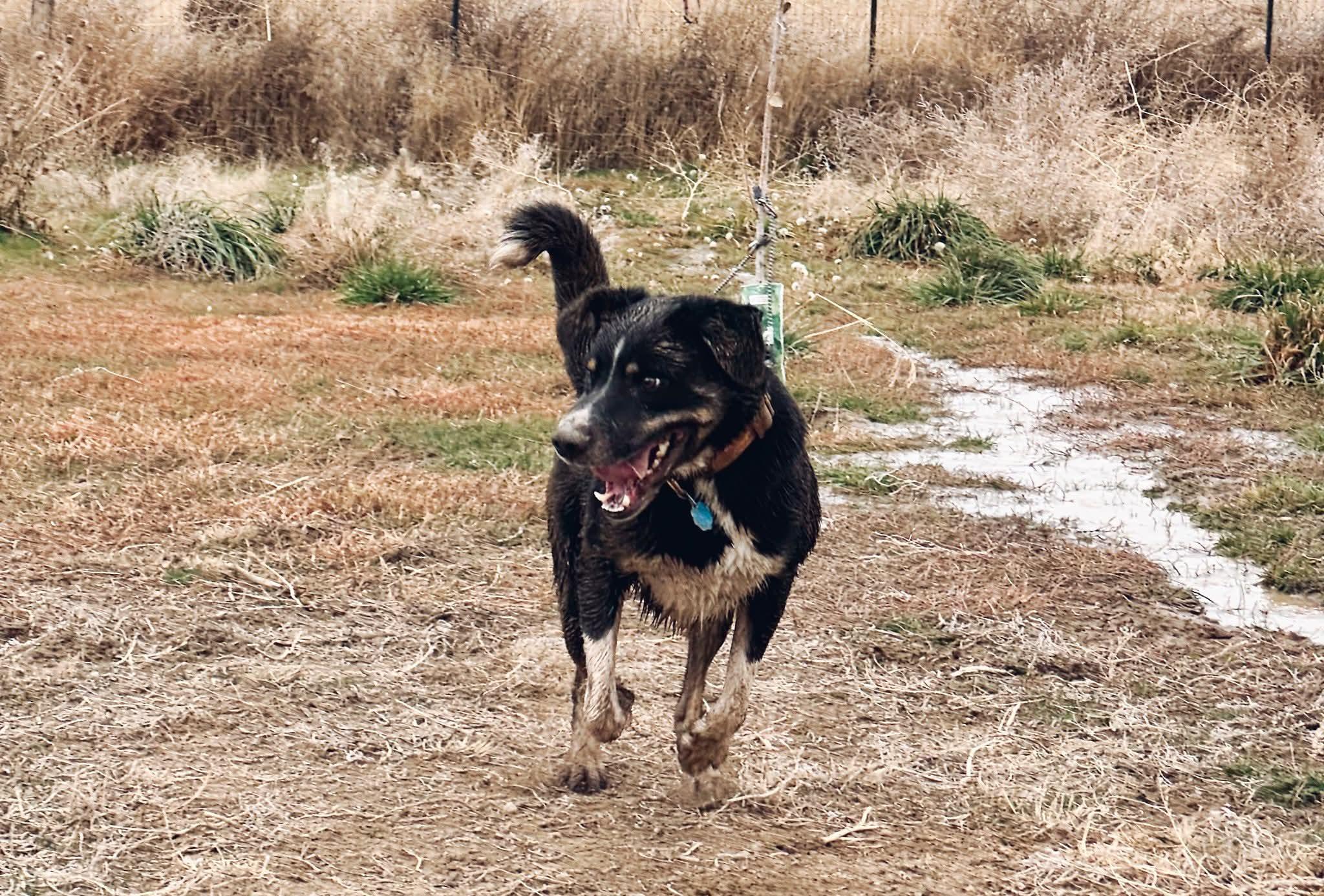 Enlarge BowDee, a Adoptable mixed breed in Pocatello, ID image 2/4