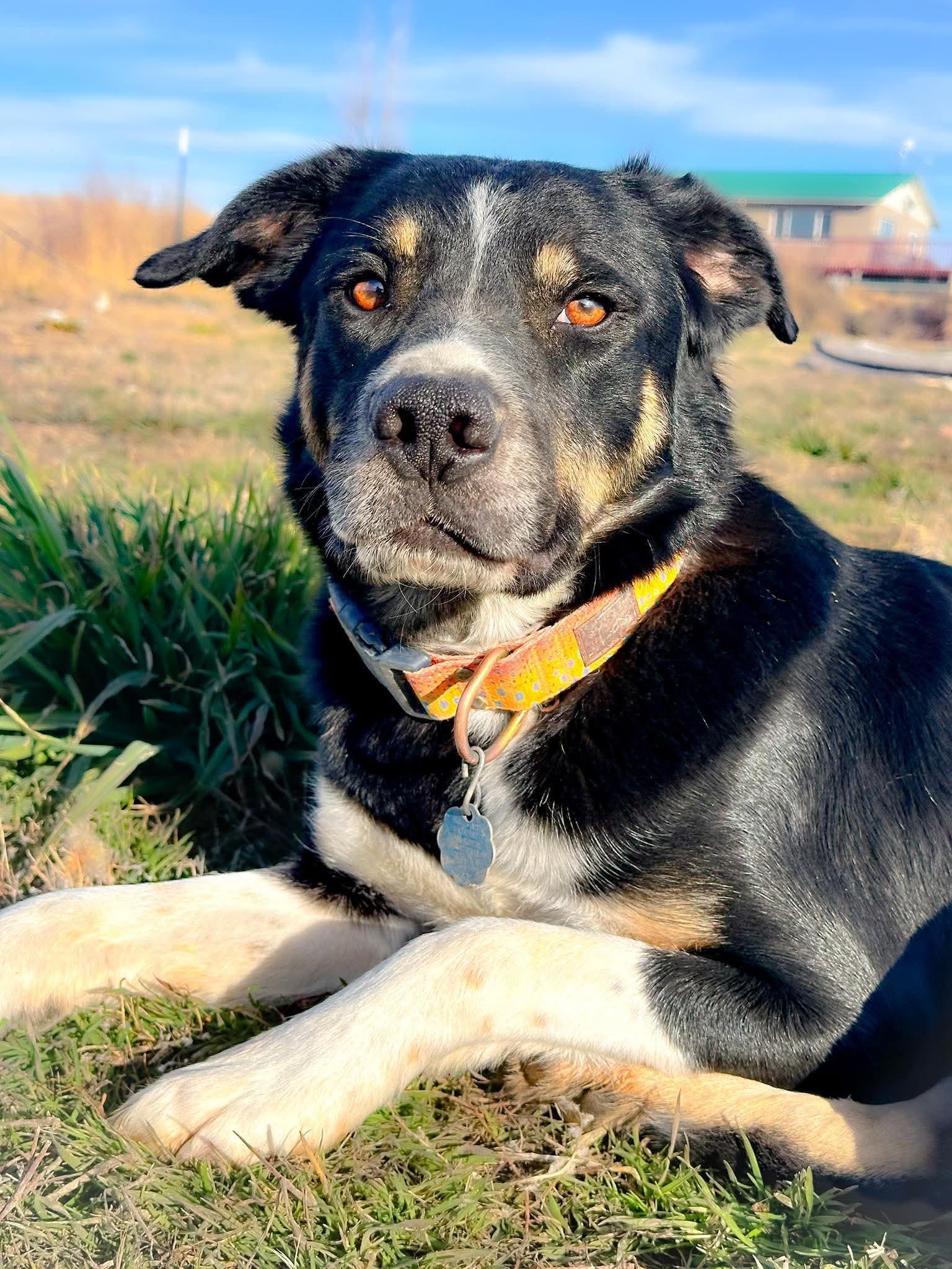 BowDee, Adoptable, Adult Male Border Collie & Australian Cattle Dog / Blue Heeler.