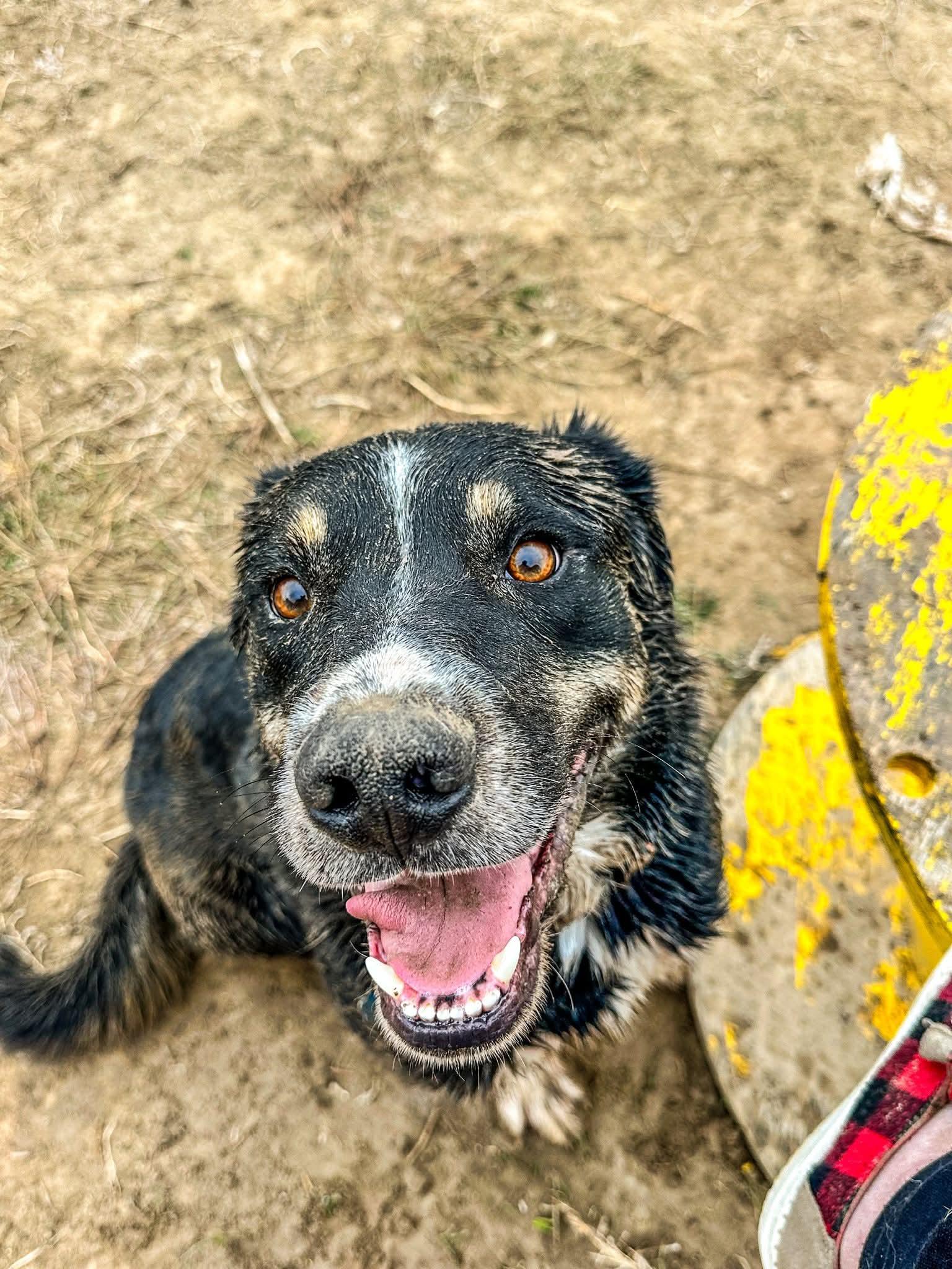 Enlarge BowDee, a Adoptable mixed breed in Pocatello, ID image 4/4