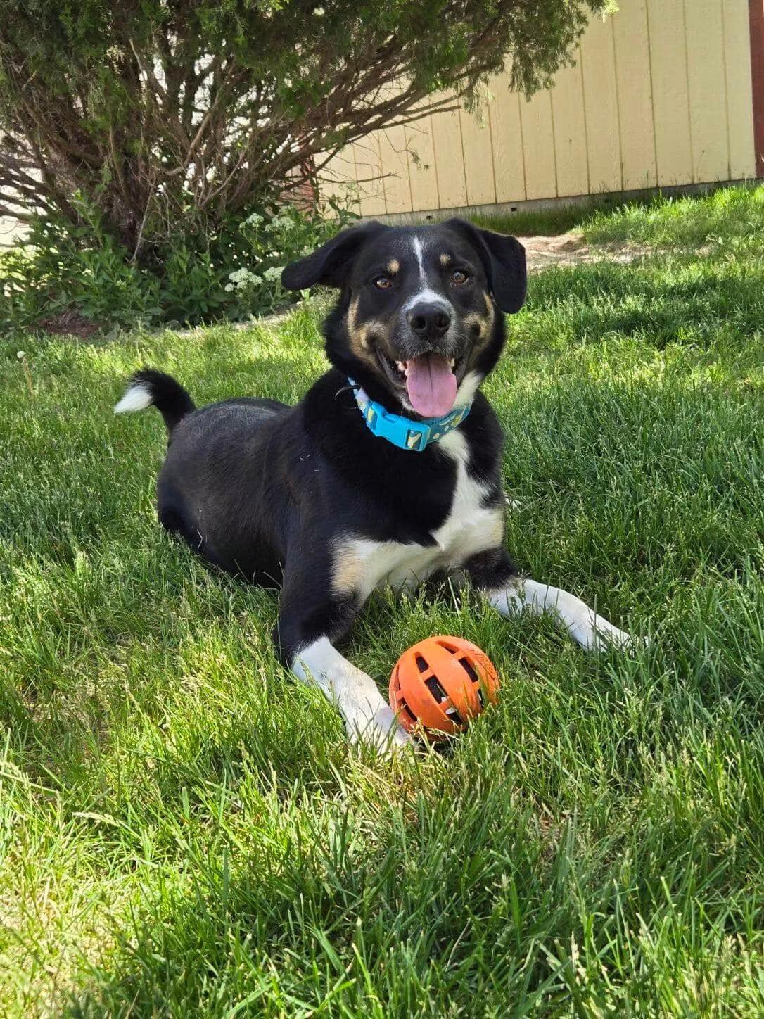 BowDee, a Adoptable mixed breed in Pocatello, ID image 5/5