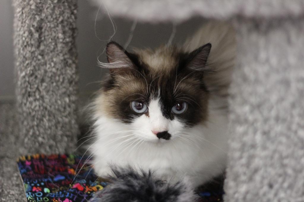 Mocha, Adoptable, Young Female Snowshoe.