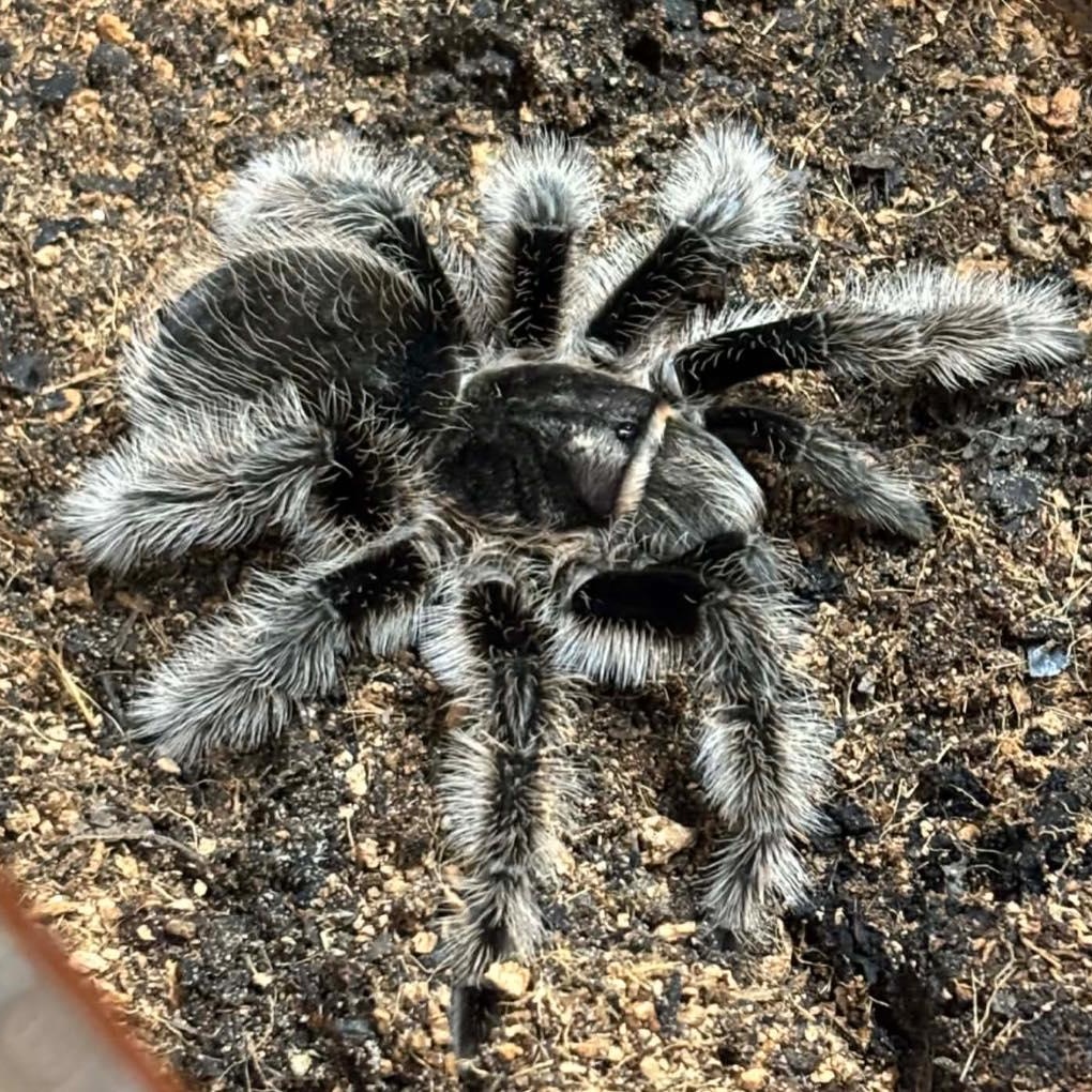Enlarge Curly hair tarantula #1, an adopted Tarantula in Durham, NC image 1/1