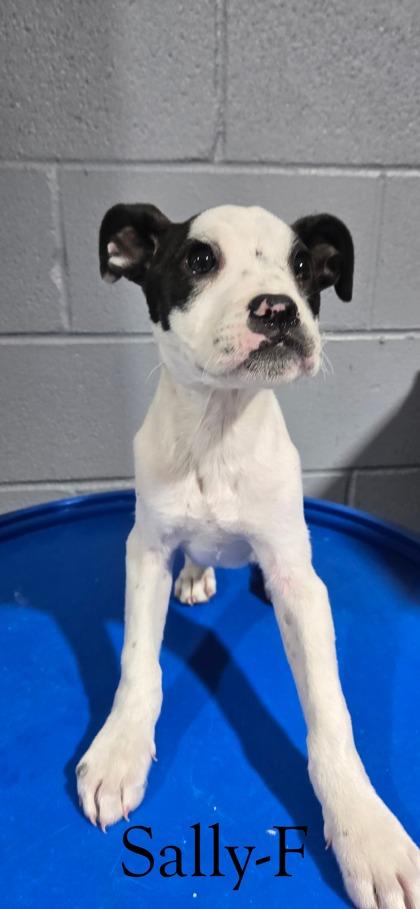 Enlarge Sally, a Adoptable mixed breed in Guntersville, AL image 1/1