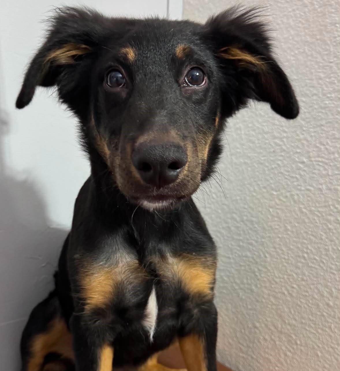 Enlarge Dante, an adopted mixed breed in Las Vegas, NV image 1/1