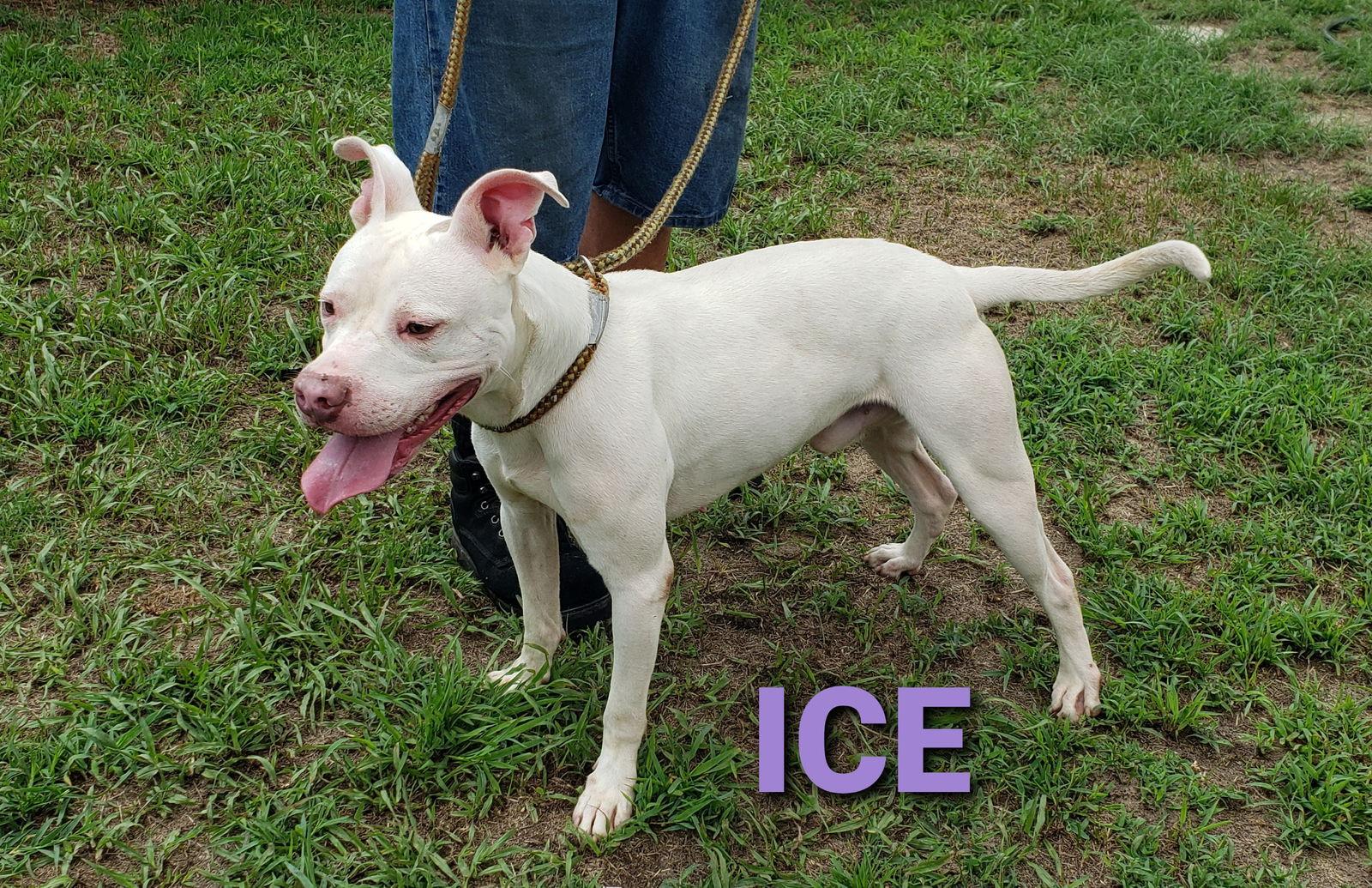 Ice, Adoptable, Adult Male Pit Bull Terrier.