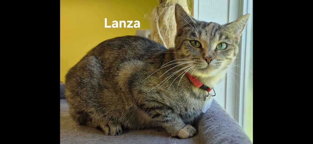 Lanza, Adoptable, Adult Female Domestic Short Hair.