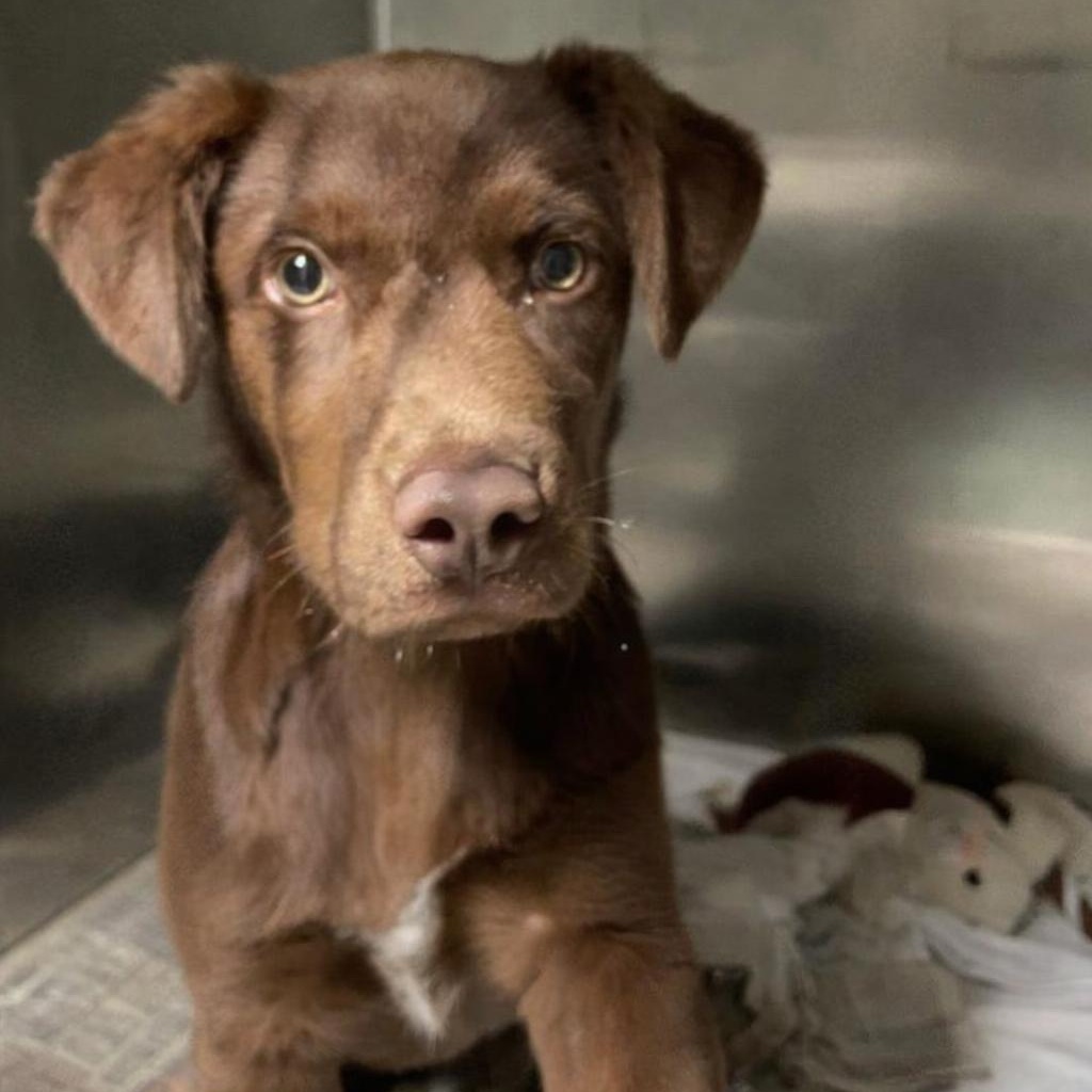 Enlarge Heath, an adopted mixed breed in Spencer, IN image 2/2