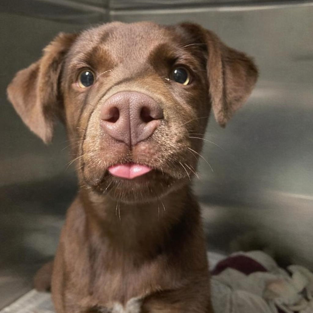 Heath, adopted, Puppy Male Australian Shepherd.