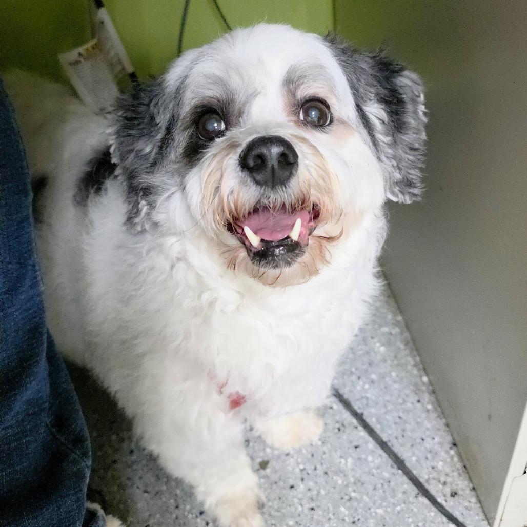 China, a Adoptable mixed breed in Michigan City, IN image 1/5