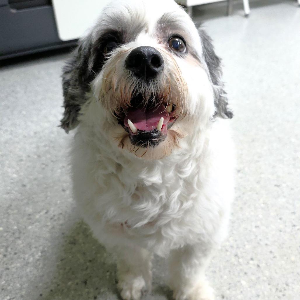 China, a Adoptable mixed breed in Michigan City, IN image 2/5