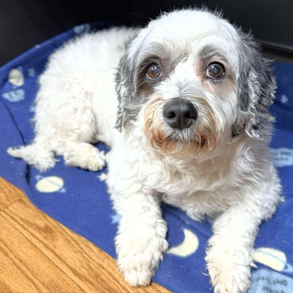 China, a Adoptable mixed breed in Michigan City, IN image 3/5