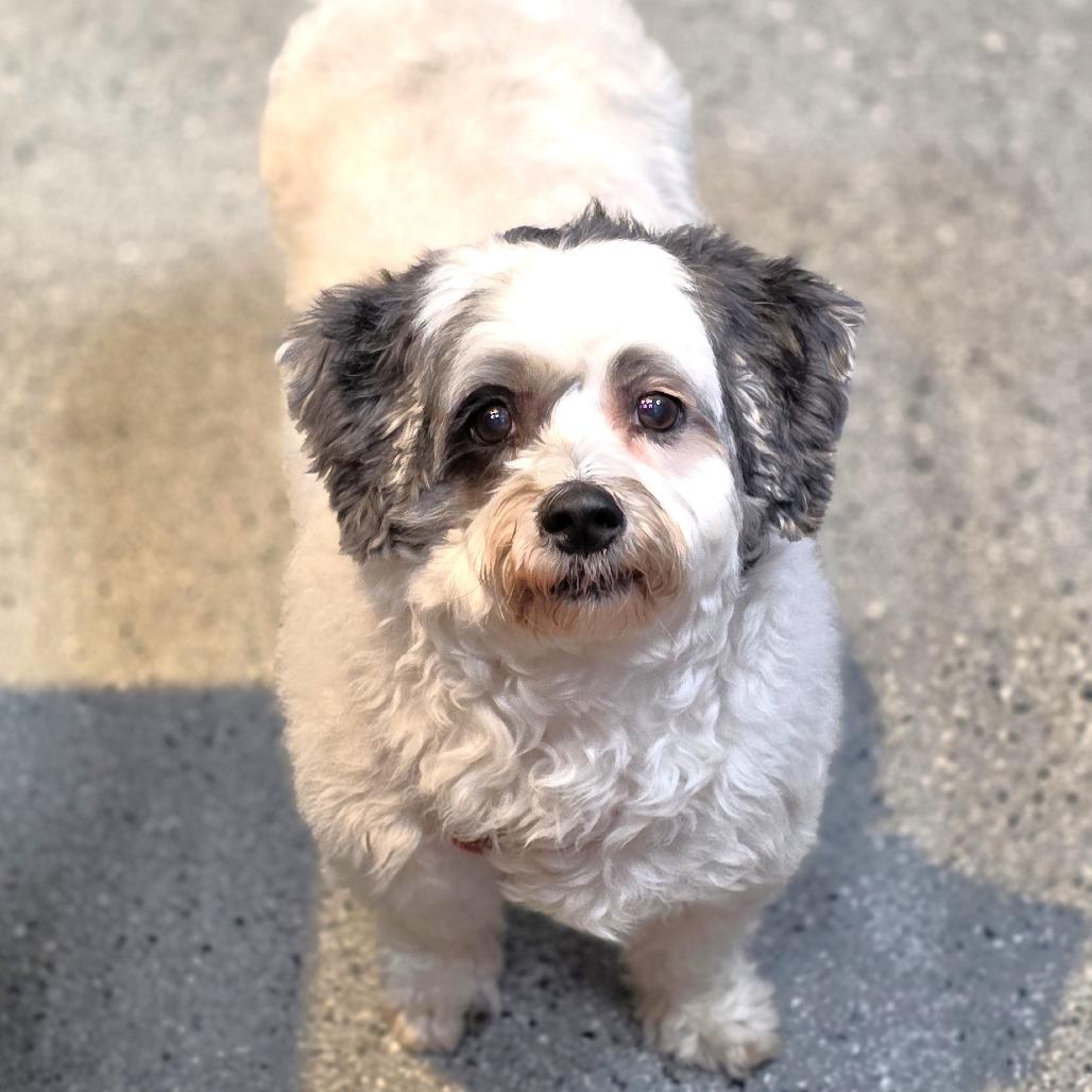 China, a Adoptable mixed breed in Michigan City, IN image 4/5