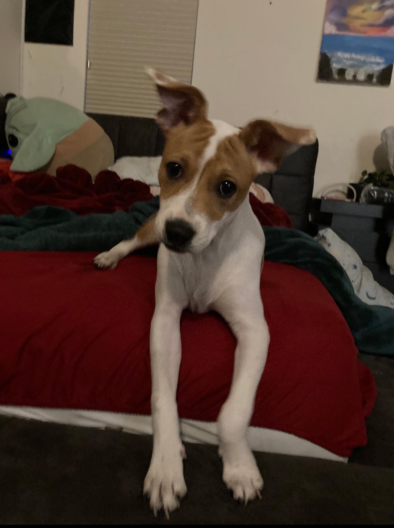 Susanna, a Adoptable mixed breed in Lake Worth, FL image 1/5