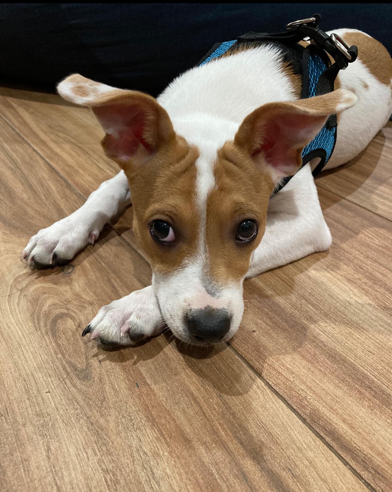 Susanna, a Adoptable mixed breed in Lake Worth, FL image 4/5