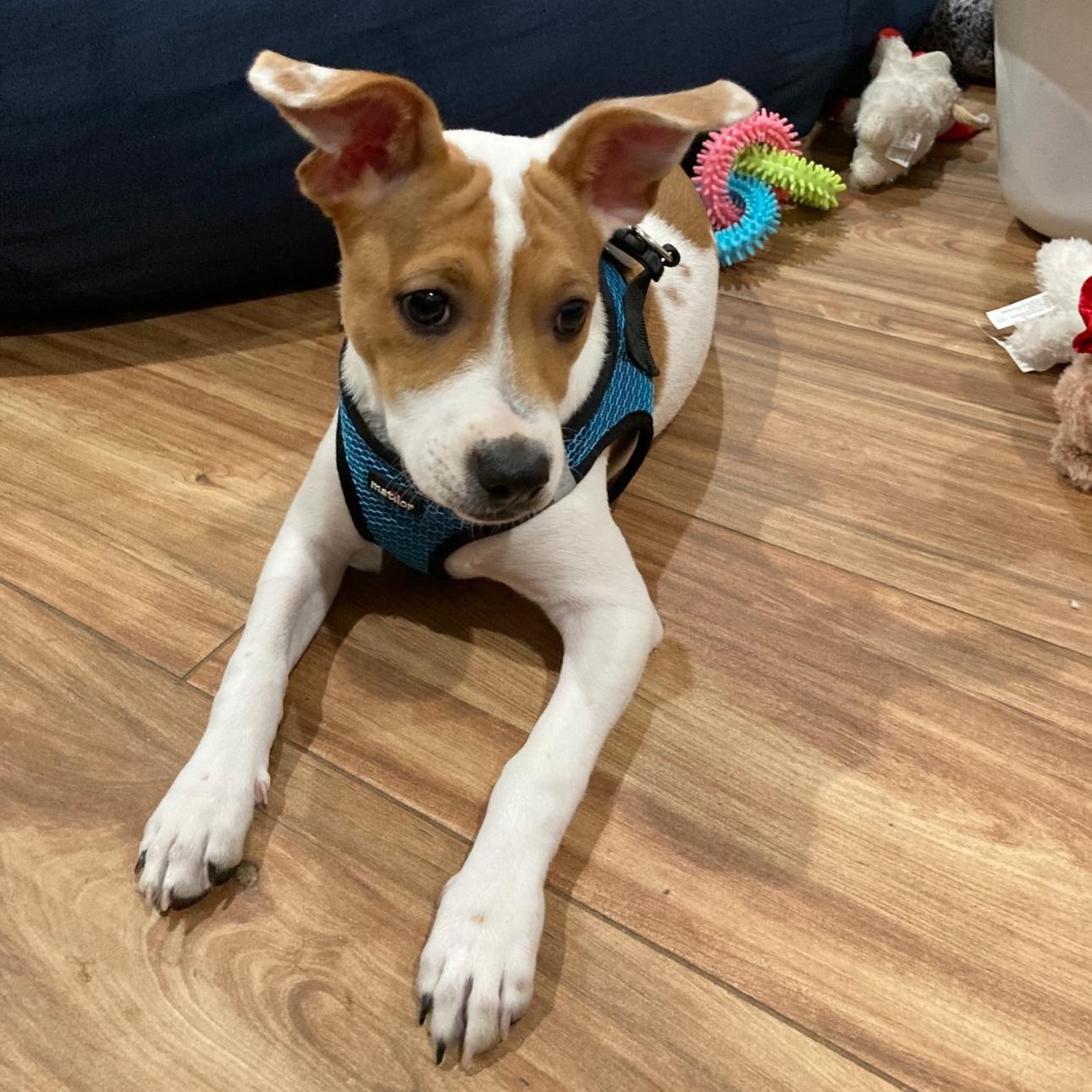 Susanna, Adoptable, Puppy Female Staffordshire Bull Terrier & Fox Terrier.