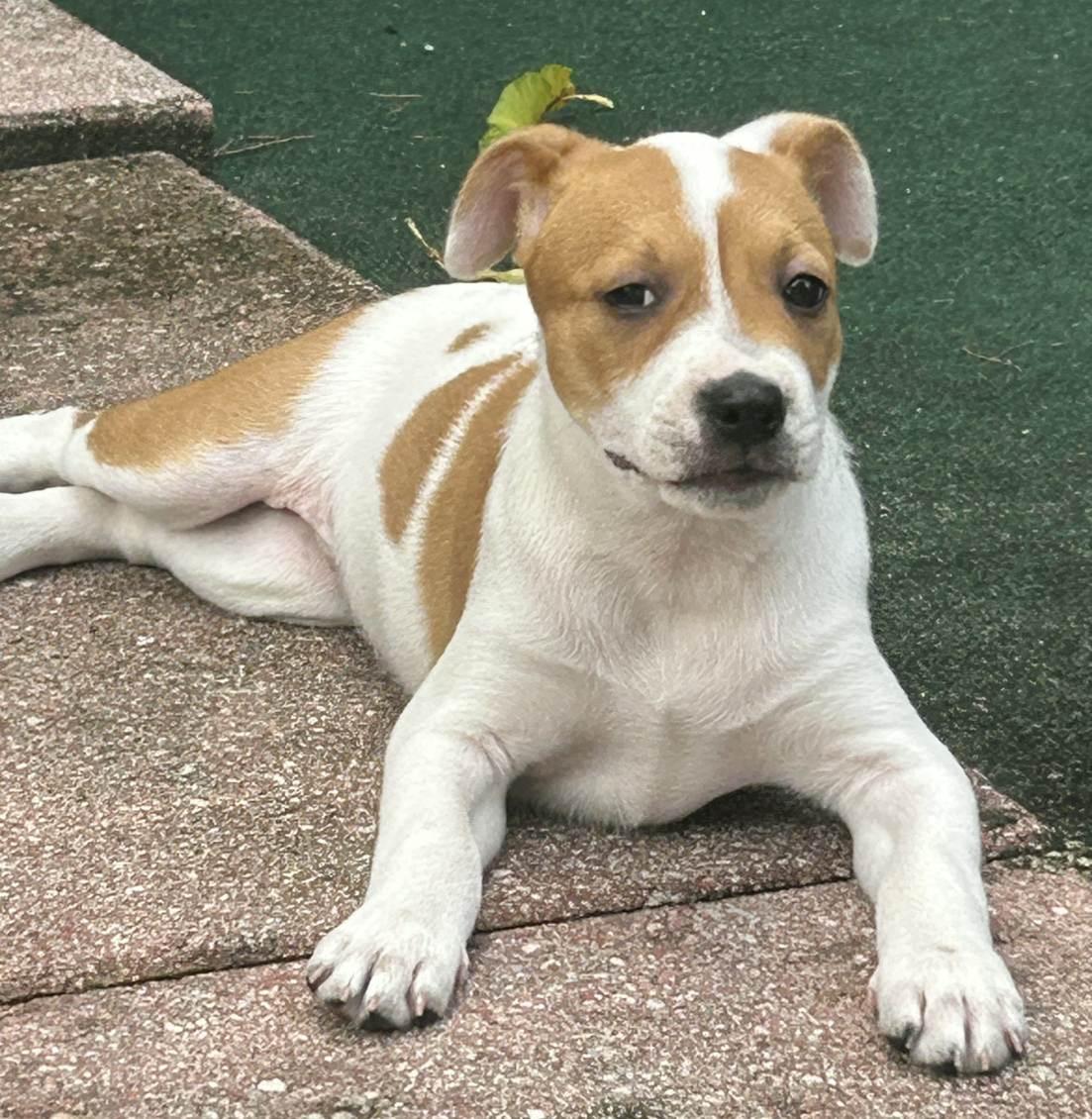 Susanna, a Adoptable mixed breed in Lake Worth, FL image 5/5