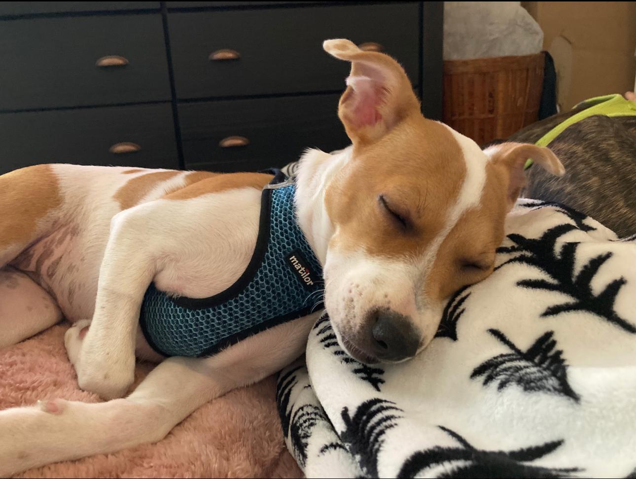 Susanna, a Adoptable mixed breed in Lake Worth, FL image 3/5